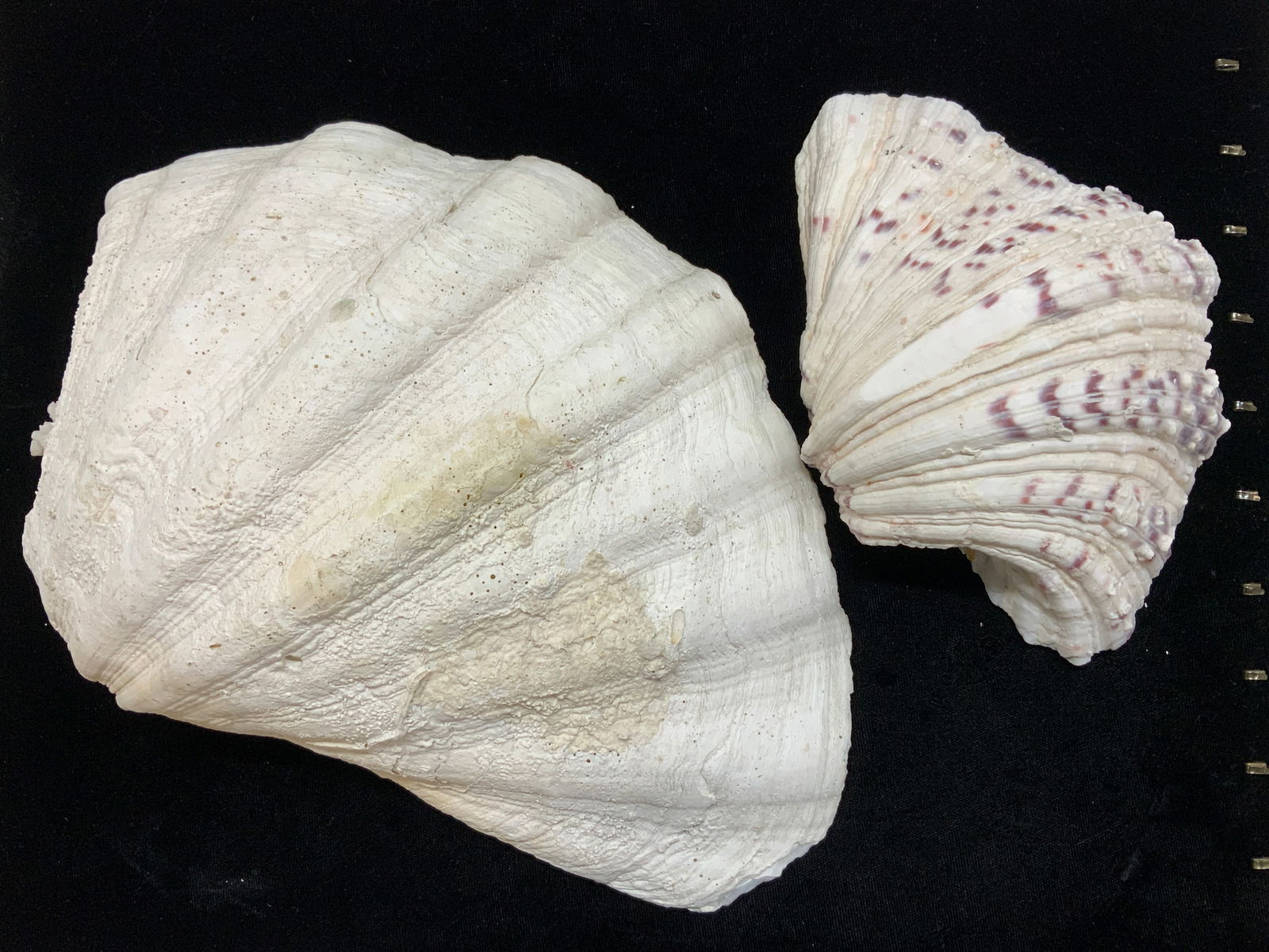 Pair South Sea Clam Shells (1 of 9)