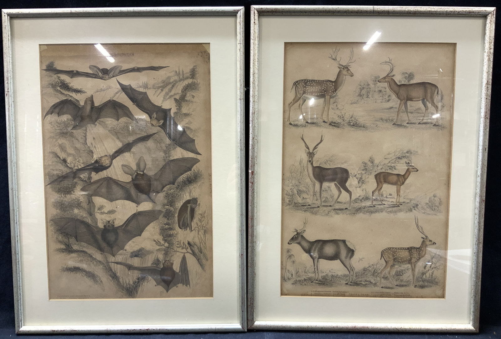 2 Vintage Bat & Deer Zoology Illustrations (1 of 15)