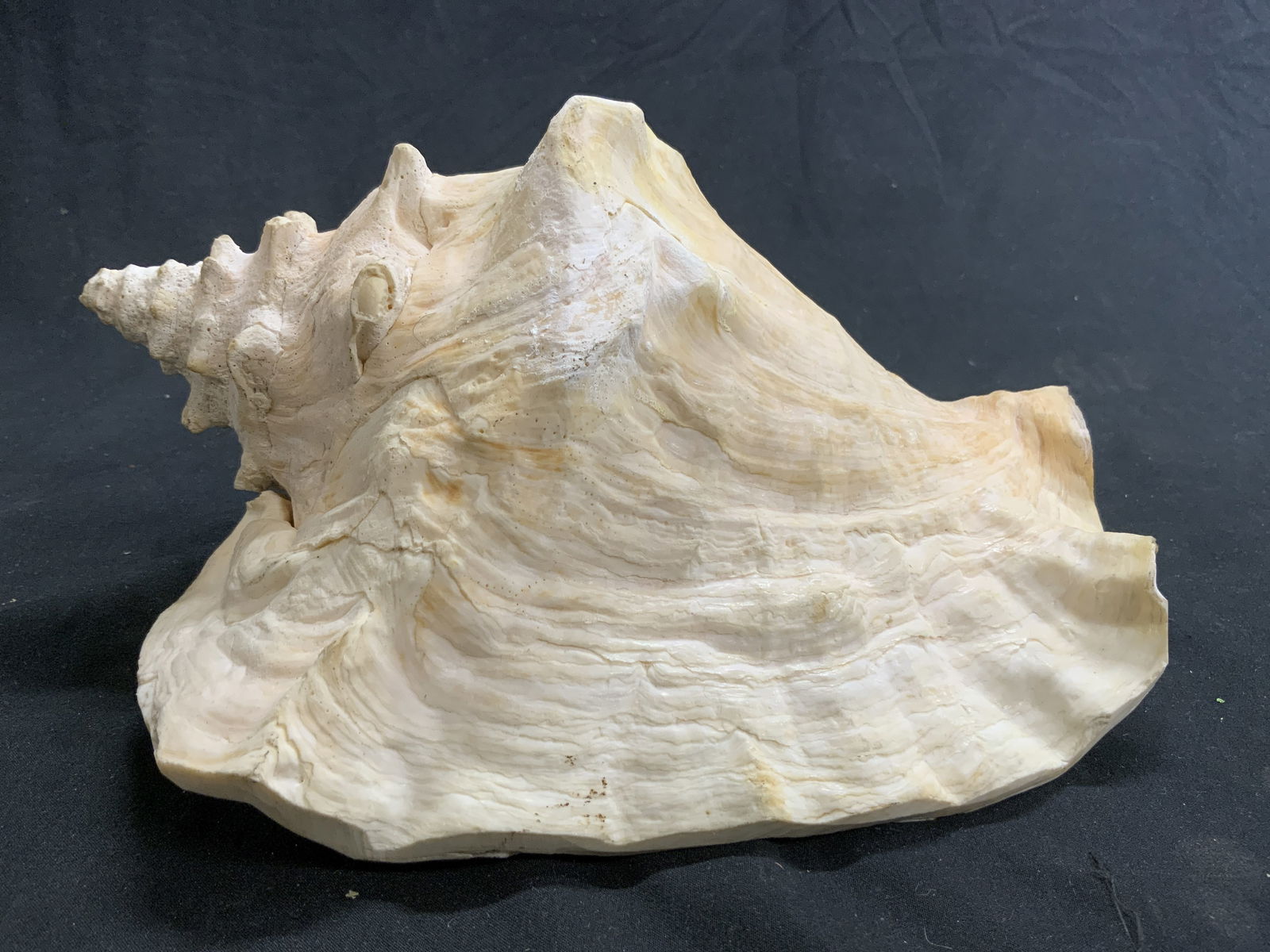 Conch Sea Shell Specimen 9 In (1 of 7)