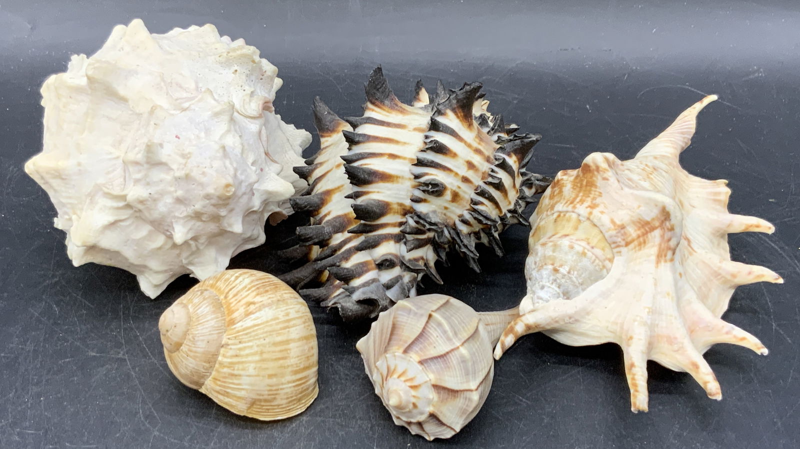 Lot 5 Seashells Specimems, Snail Shells (1 of 9)