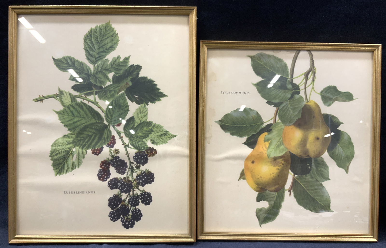 2 Vtng Botanical Lithographs, Berries & Pears 1962 (1 of 12)