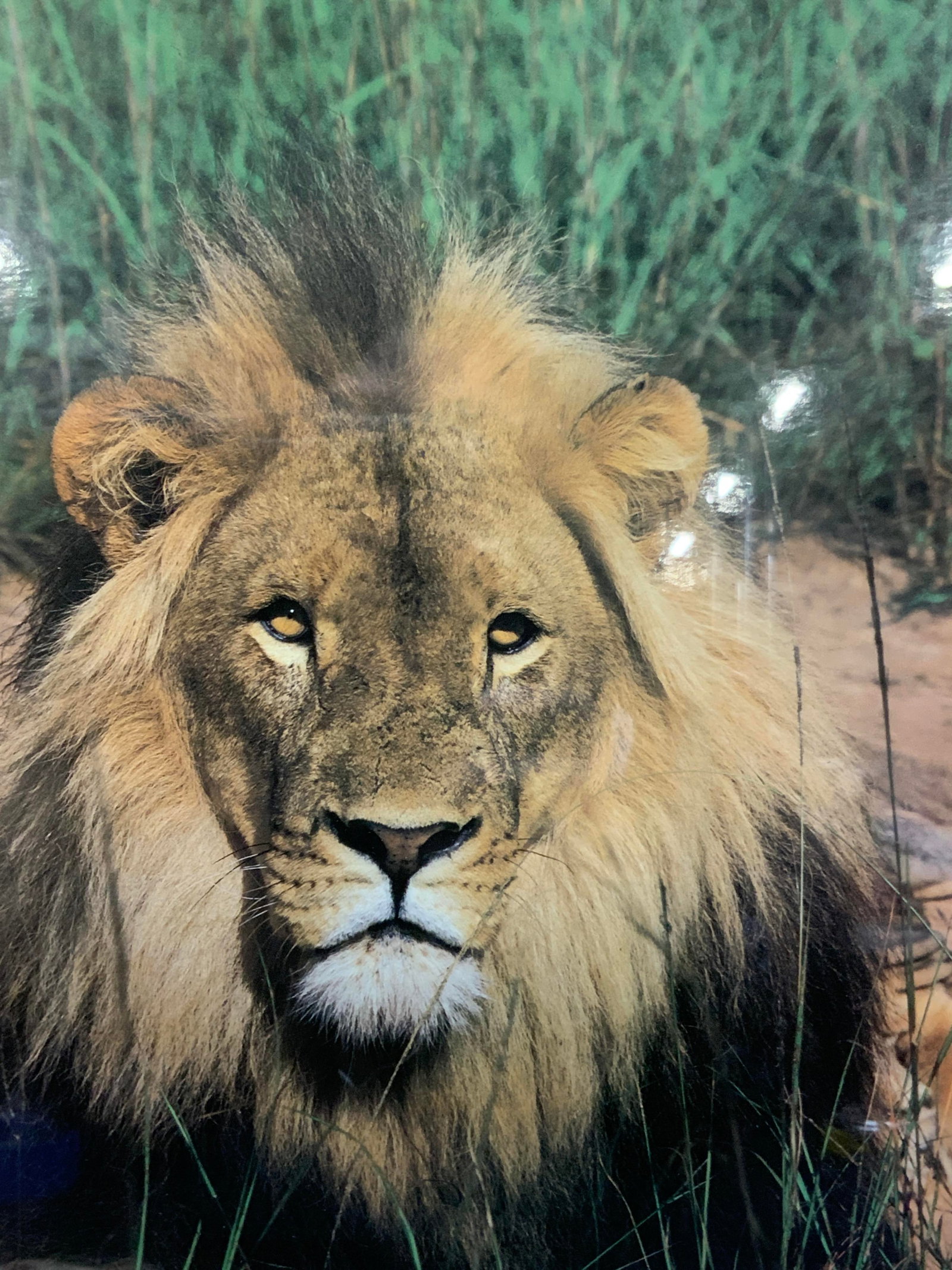 Framed Photograph Of Lion: Framed photograph of a Male Lion laying in a clearing Framed in a brown toned wooden frame with off white mat board. Approx 15.5 x 13.25 inches window measures 11.25 x 9 inches. Minor wearing to frame
