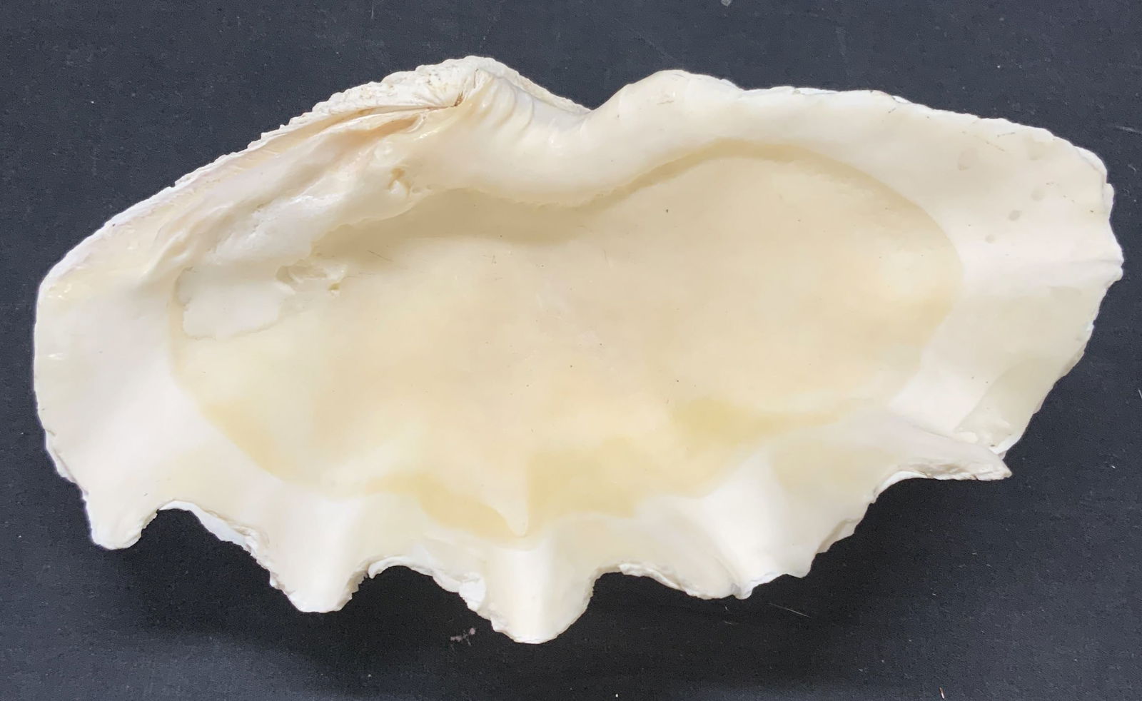 Heavy Natural Sea Clam Shell, 11 Inches (1 of 8)