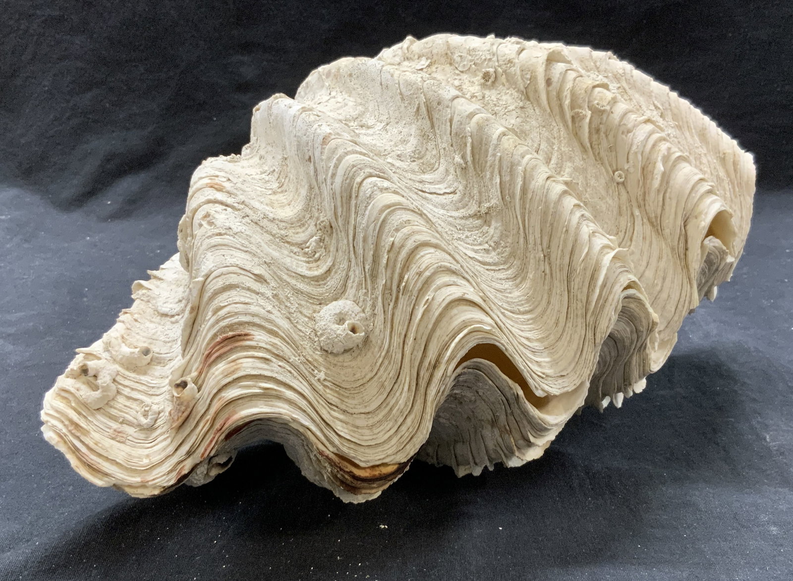 Heavy Double South Seas Clam Shell, 2 pcs.13.5in. (1 of 10)