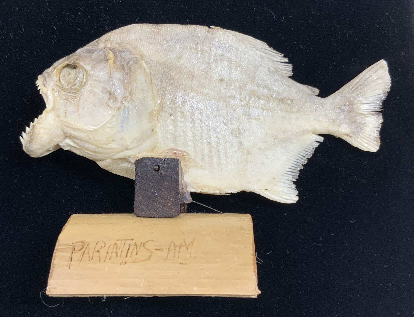 Taxidermy Piranha Fish Specimen On Wood Stand: Taxidermy piranha fish on arched wooden stand. Piece measures approximately 4 inches tall 5.5 inches deep. Piranha, taxidermy piranha, taxidermy fish, taxidermy piranha on stand, fish taxidermy. Piece