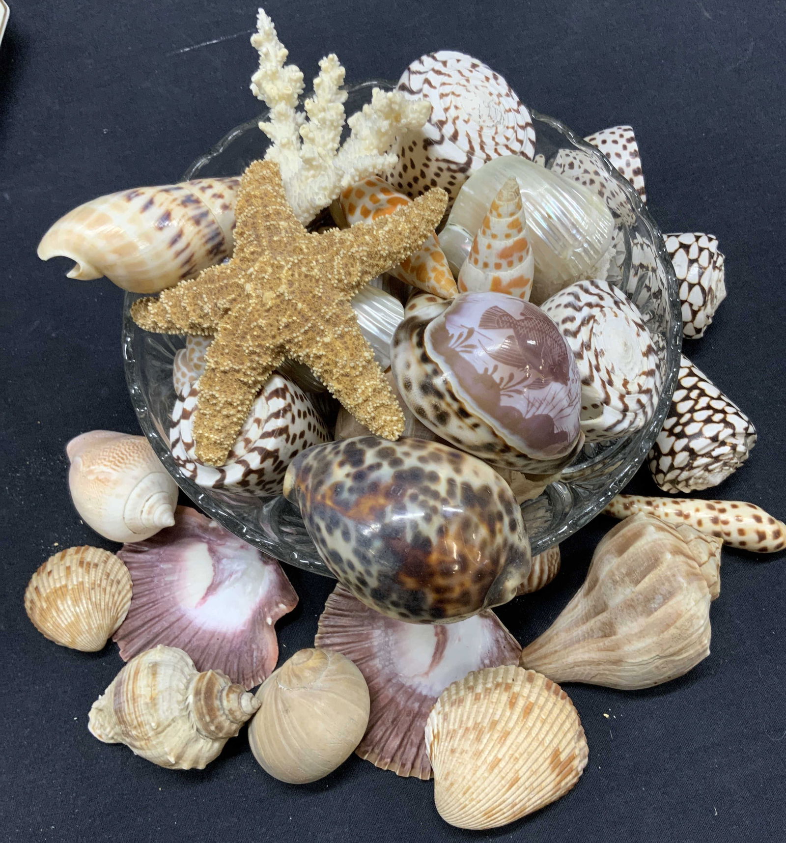 South Pacific & The Tropics Sea Shell Collect. 32 (1 of 6)