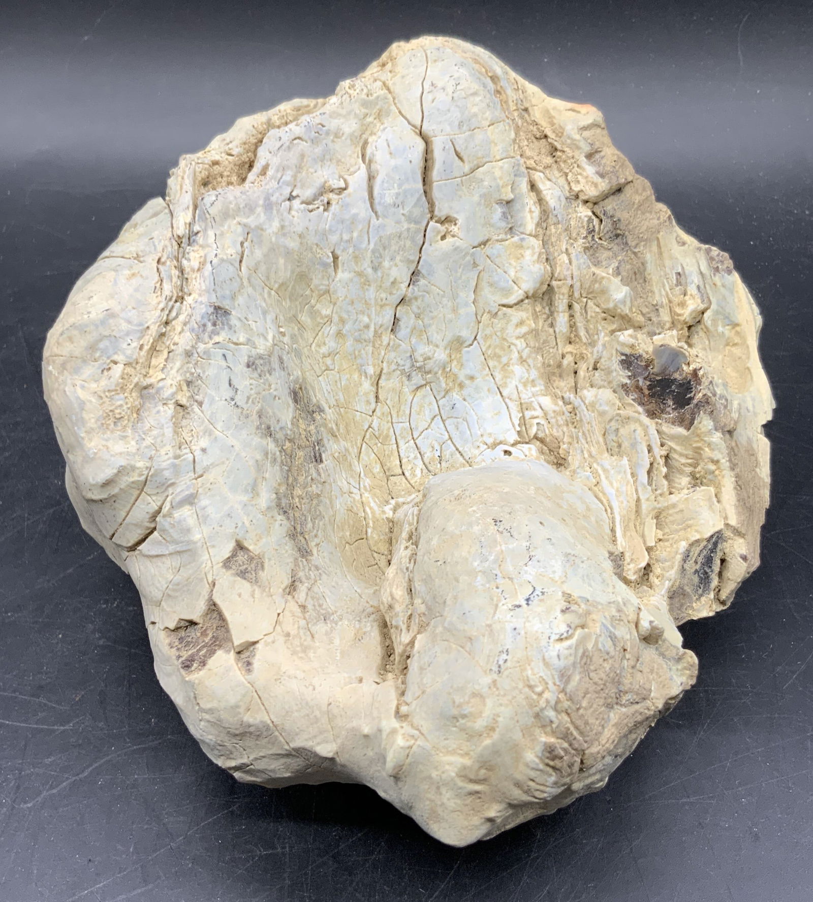 BRACKET FUNGUS Miocene Fossil Specimen, USA: A BRACKET FUNGUS Miocene Fossil Specimen. Paper to reverse reads BRACKET FUNGUS, BASIDIOMYCETES, OREGON, MIOCENE, TROUT CREEK. Weighty piece. Measures approx. 7W x 3.5H in. Some wear to piece, some cr