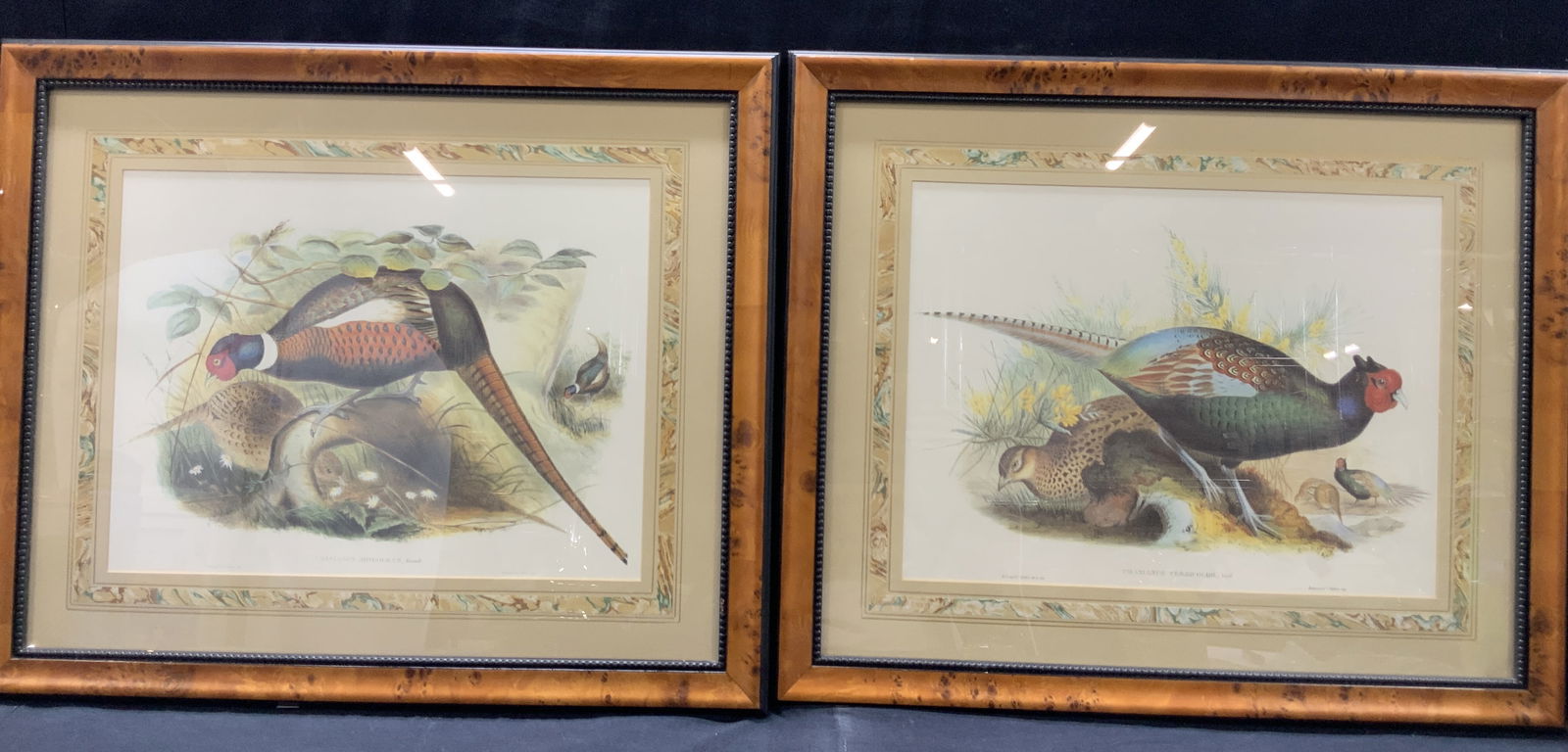 2 Hollmondel & Walton Pheasant Lithos 2ft (1 of 11)