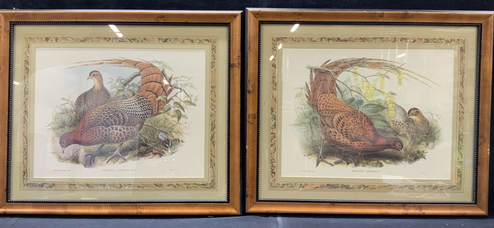 2 J Wolf HC & Richter Colored Pheasant Lithos 2ft (1 of 10)