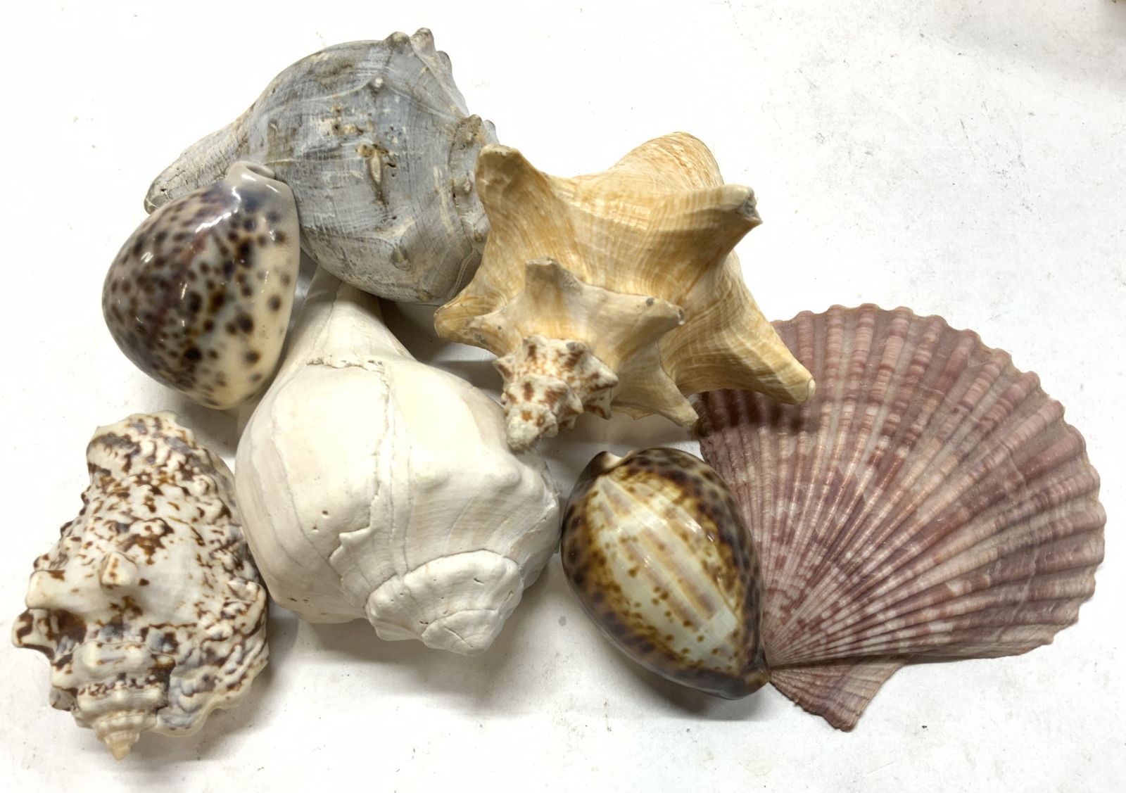 Lot 7 Oversized Snail Shells, Scallop, more (1 of 6)