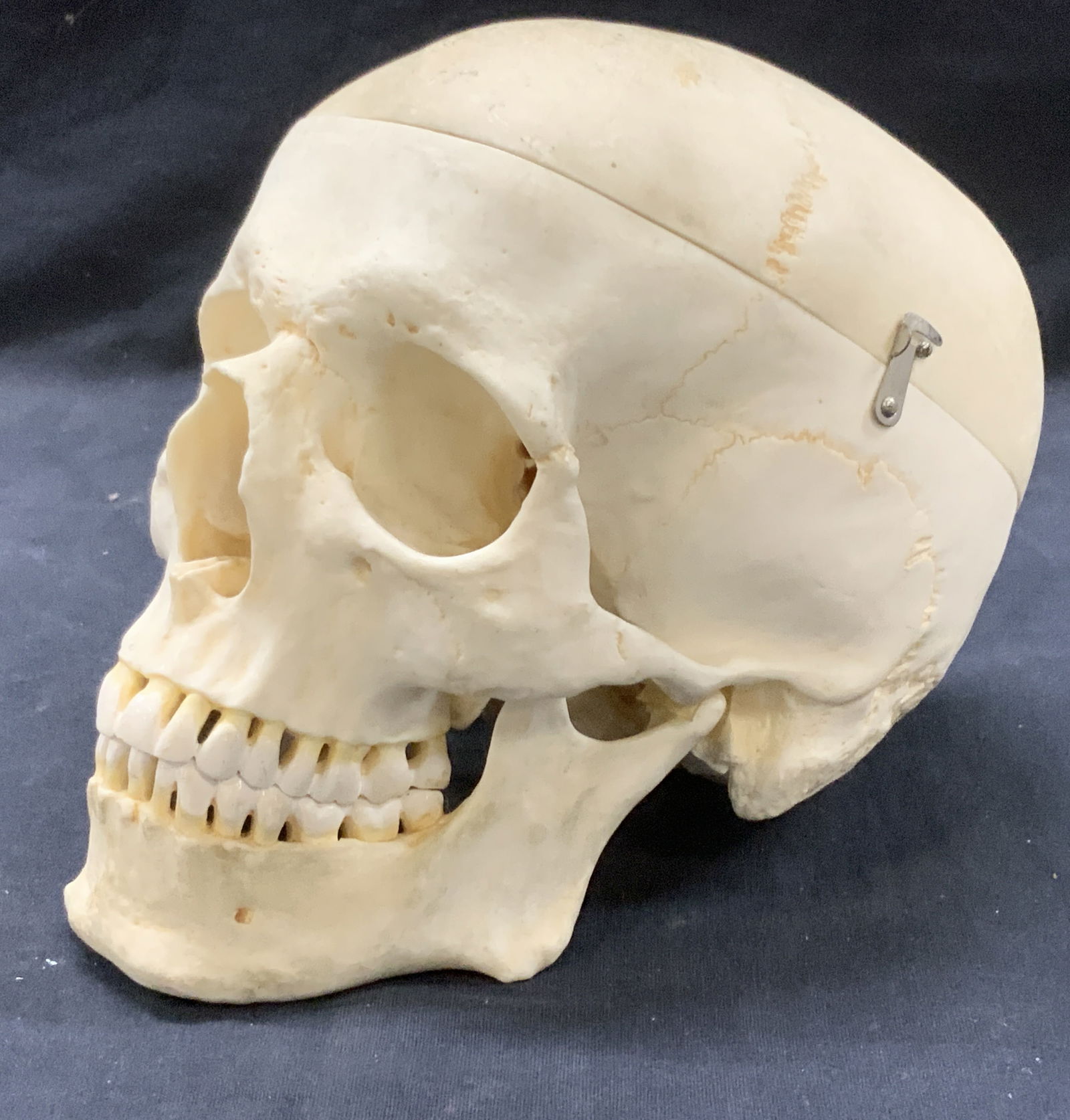 Anatomical Human Skull Replica (1 of 10)