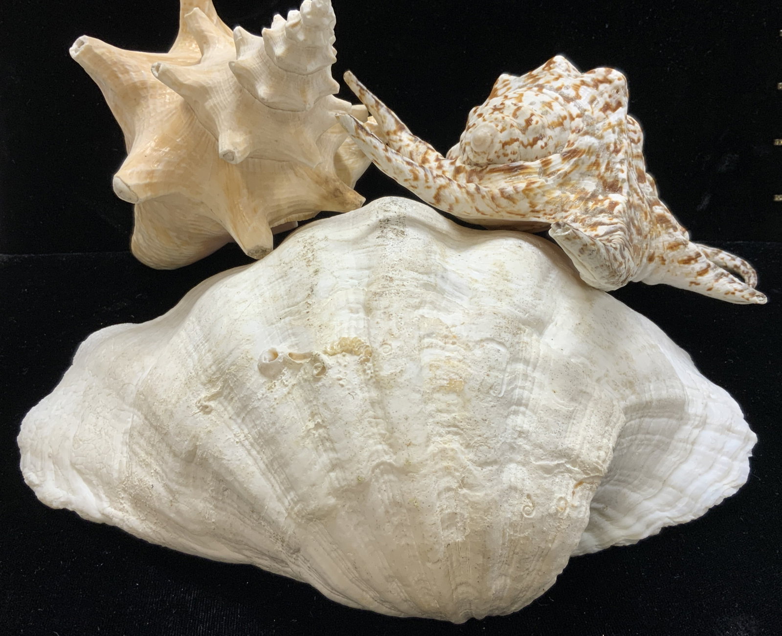 South Sea Shell Collection, NIP: Large size Chiagra Spider Conch Shell, Clam Shell, Queen Conch Snail Shell. Clam shell measures 10 x 8 in. New in package are a collection of centerpiece shells in vessel. All ready set to display. Or