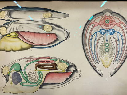 Vintage Anatomical Mussel Seashell  Diagram: Vintage serigraph of the anatomy of a mussel with differing levels of functions. Framed in a red toned wooden frame. Approx 29 x 41 inches, window measures 25 x 37.5 inches. Evident blemishes to paper