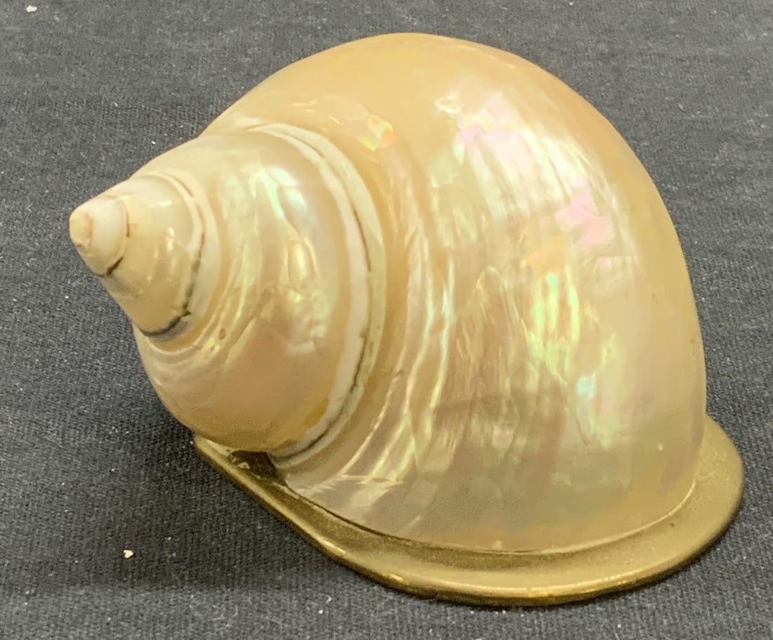 Vintage Shell Specimen on Brass Stand (1 of 6)