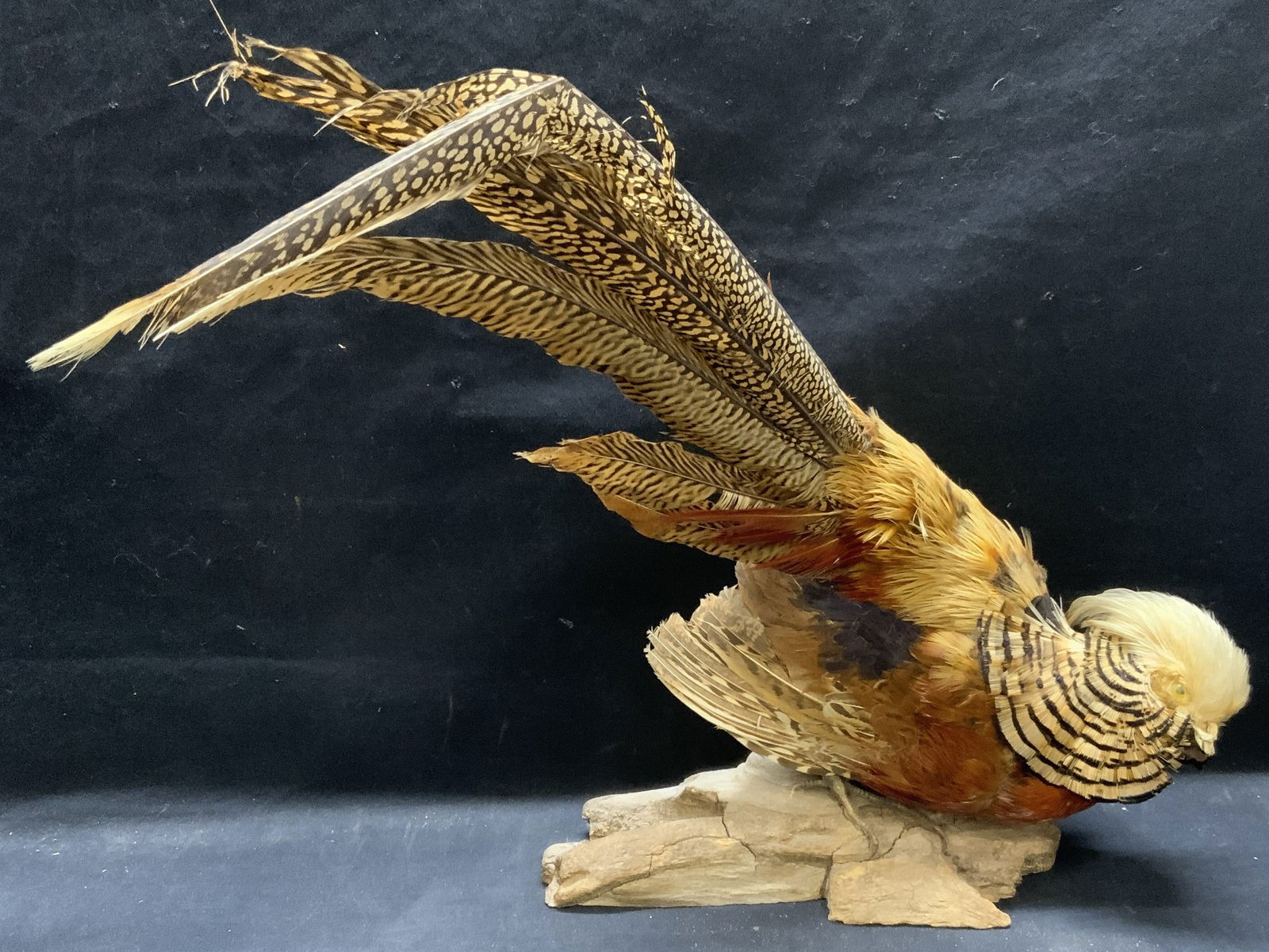 Vintage Taxidermy Pheasant Display (1 of 7)