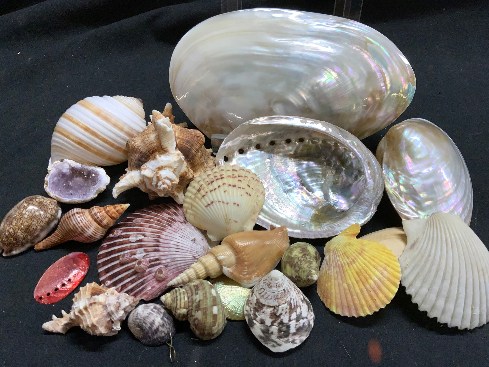 Group of Lacquered Shells, Abalone, MOP (1 of 10)