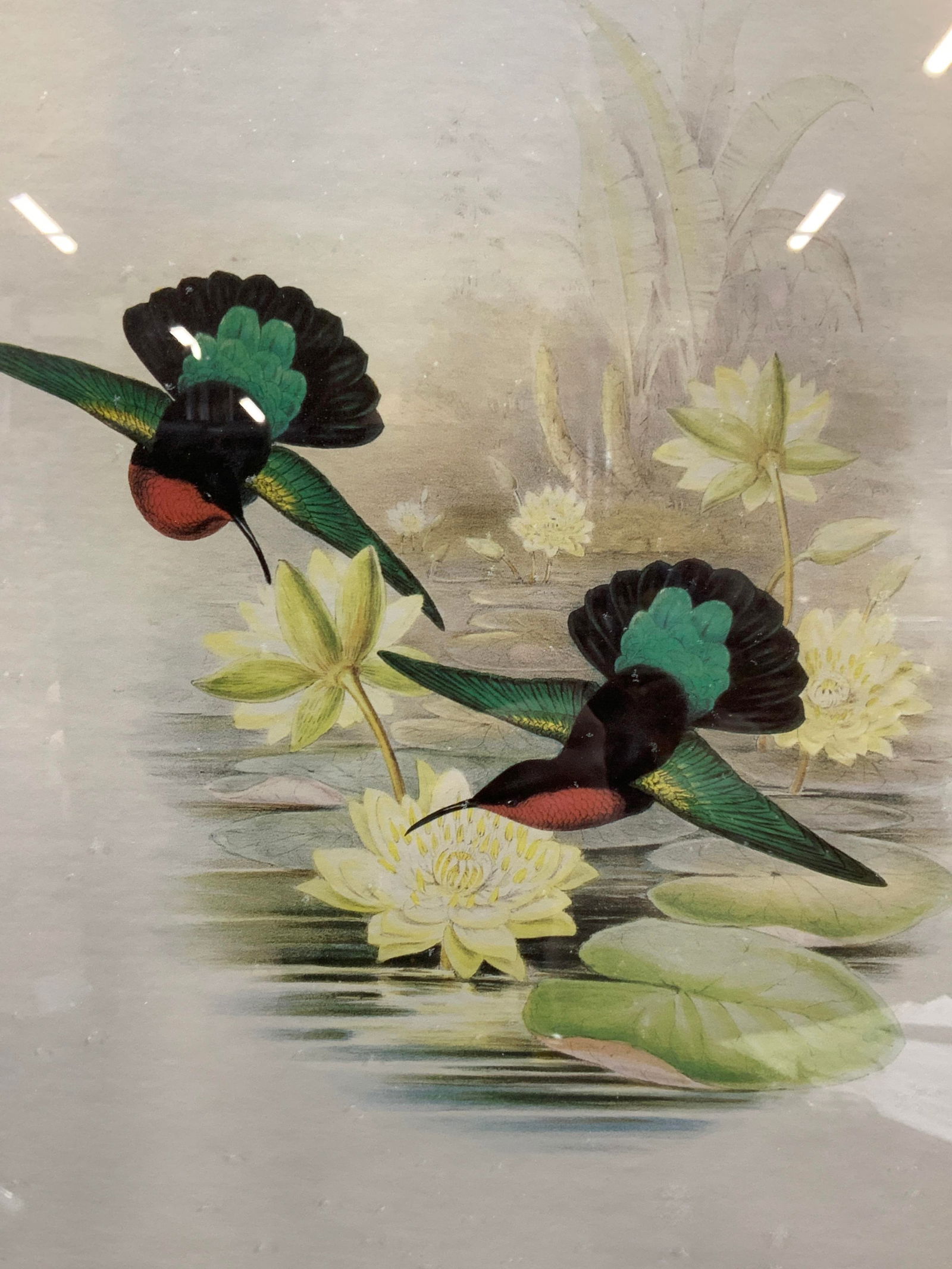 Vtg Purple Breasted Carib Bird Lithograph (1 of 10)