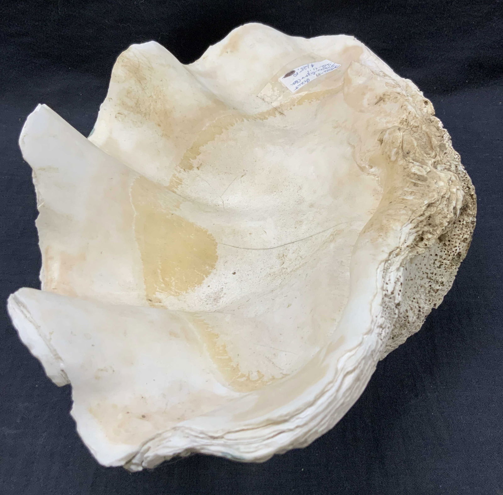 14 Inch Long Giant Clam Shell Specimen (1 of 8)