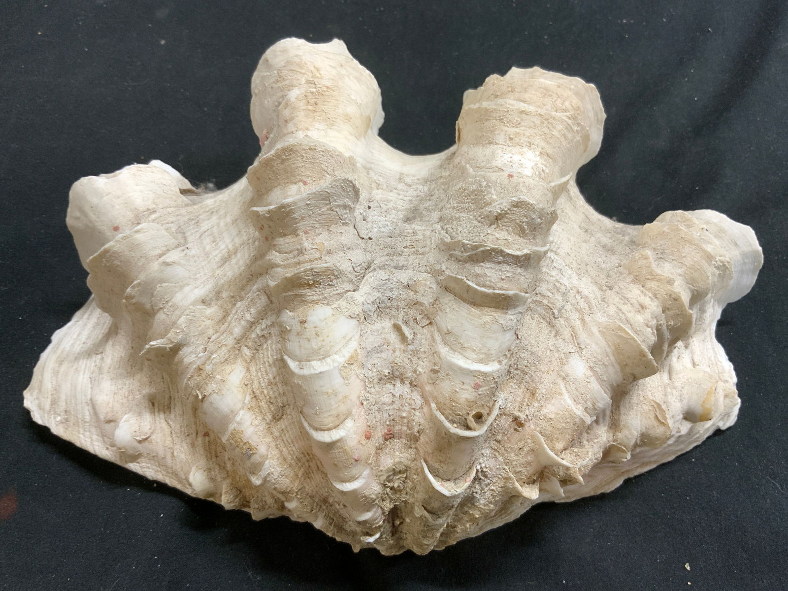 Clam Shell Specimen Vessel Dish (1 of 6)
