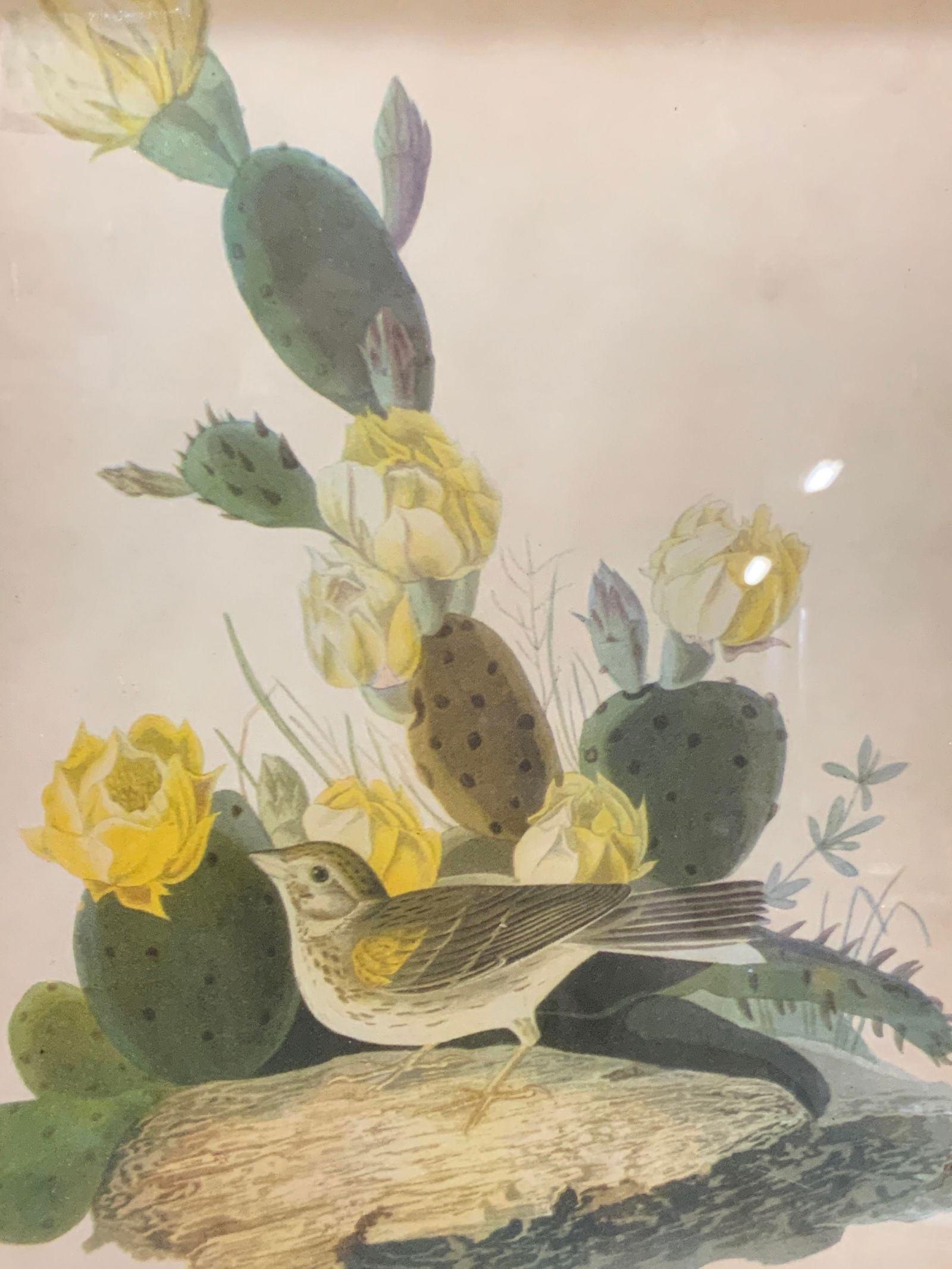 Vintage Framed Bird & Cactus Lithograph (1 of 7)