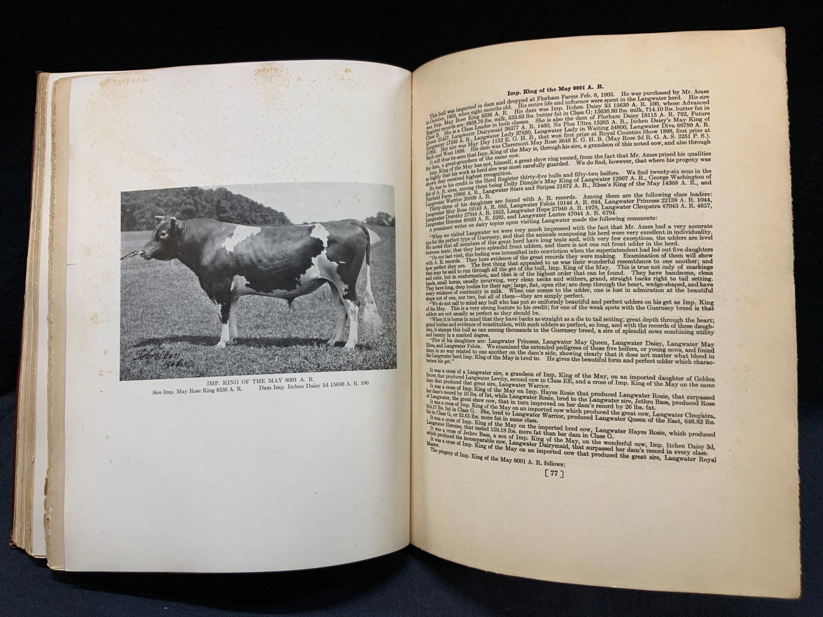 1925 Langwater Guernseys Cow Heard Book. Illustr.: Copyright 1925 by William H.Caldwell printed by the Rumford press. Historical record of the langwater guernseys herd complied by William H. Caldwell. Illustrated with photography of various cows and p