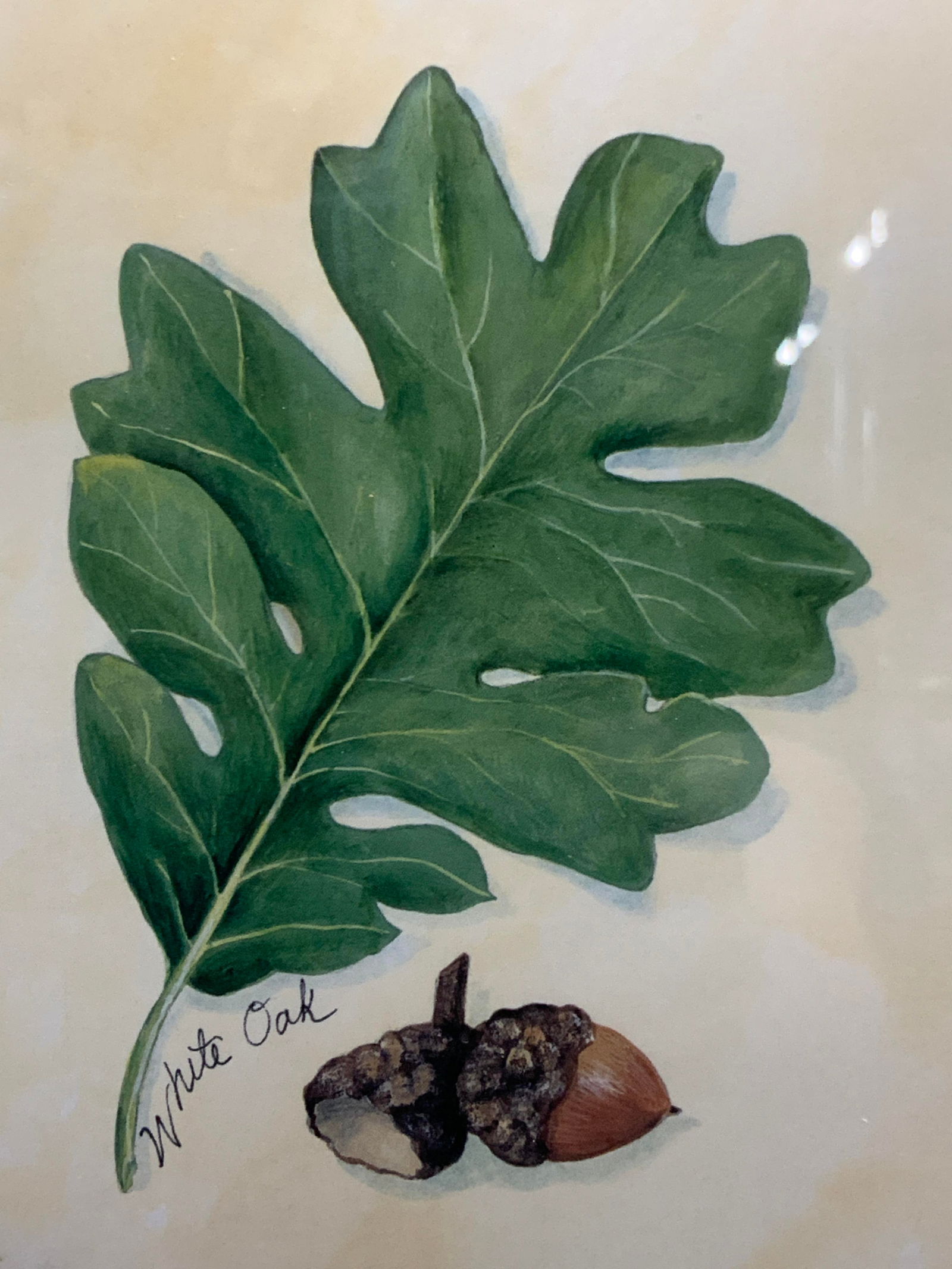 White Oak Leaf & Acorn Lithograph (1 of 6)