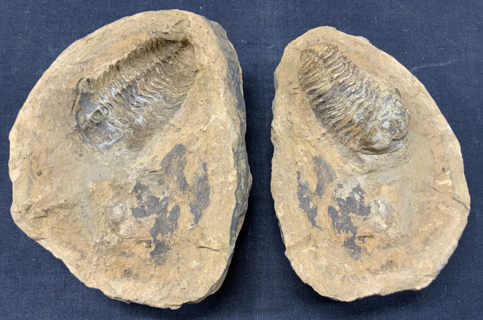 6 Inch Trilobite Fossil Specimen (1 of 8)
