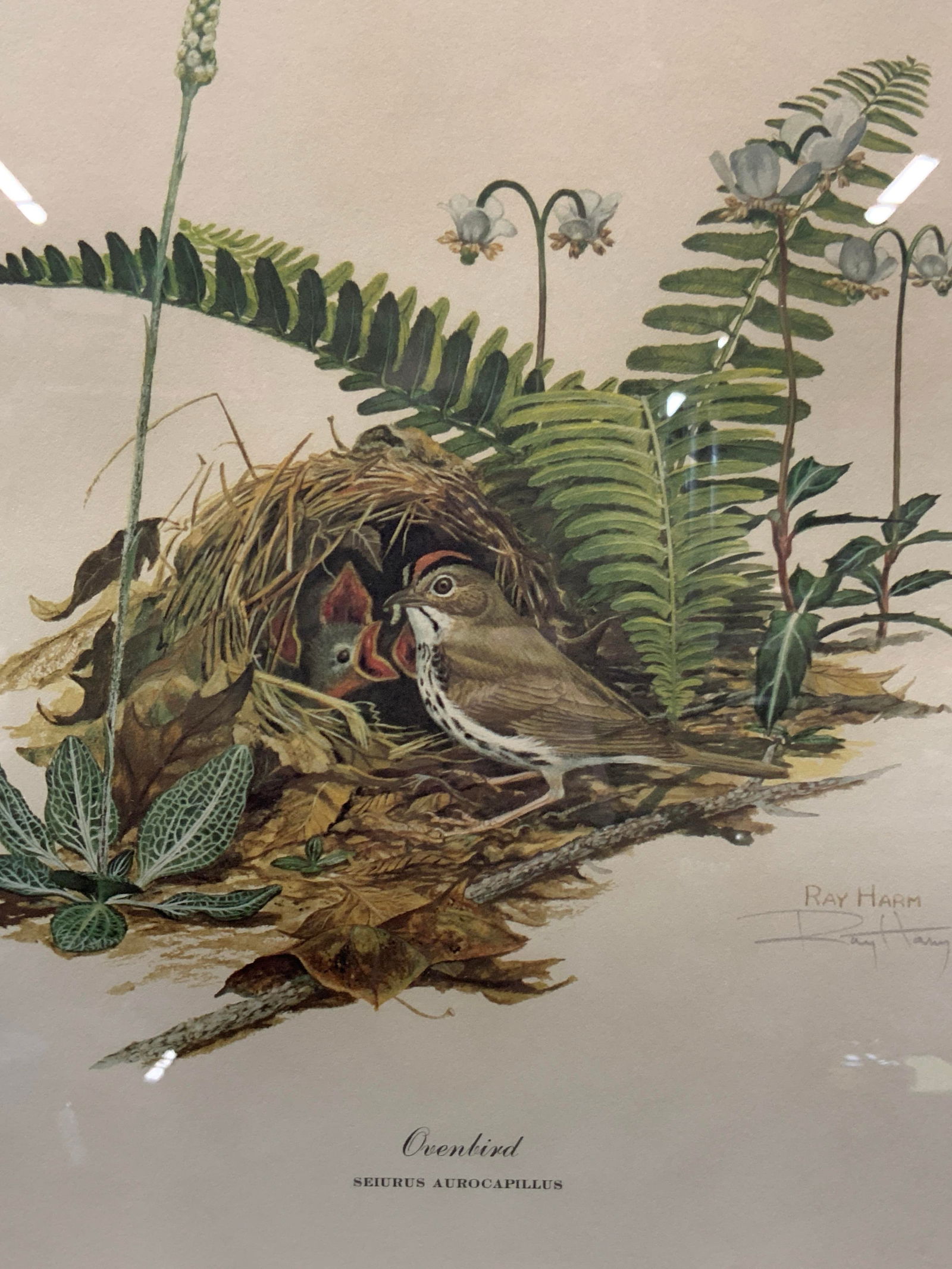 Ray Harm Sgd Ovenbird Lithograph (1 of 10)