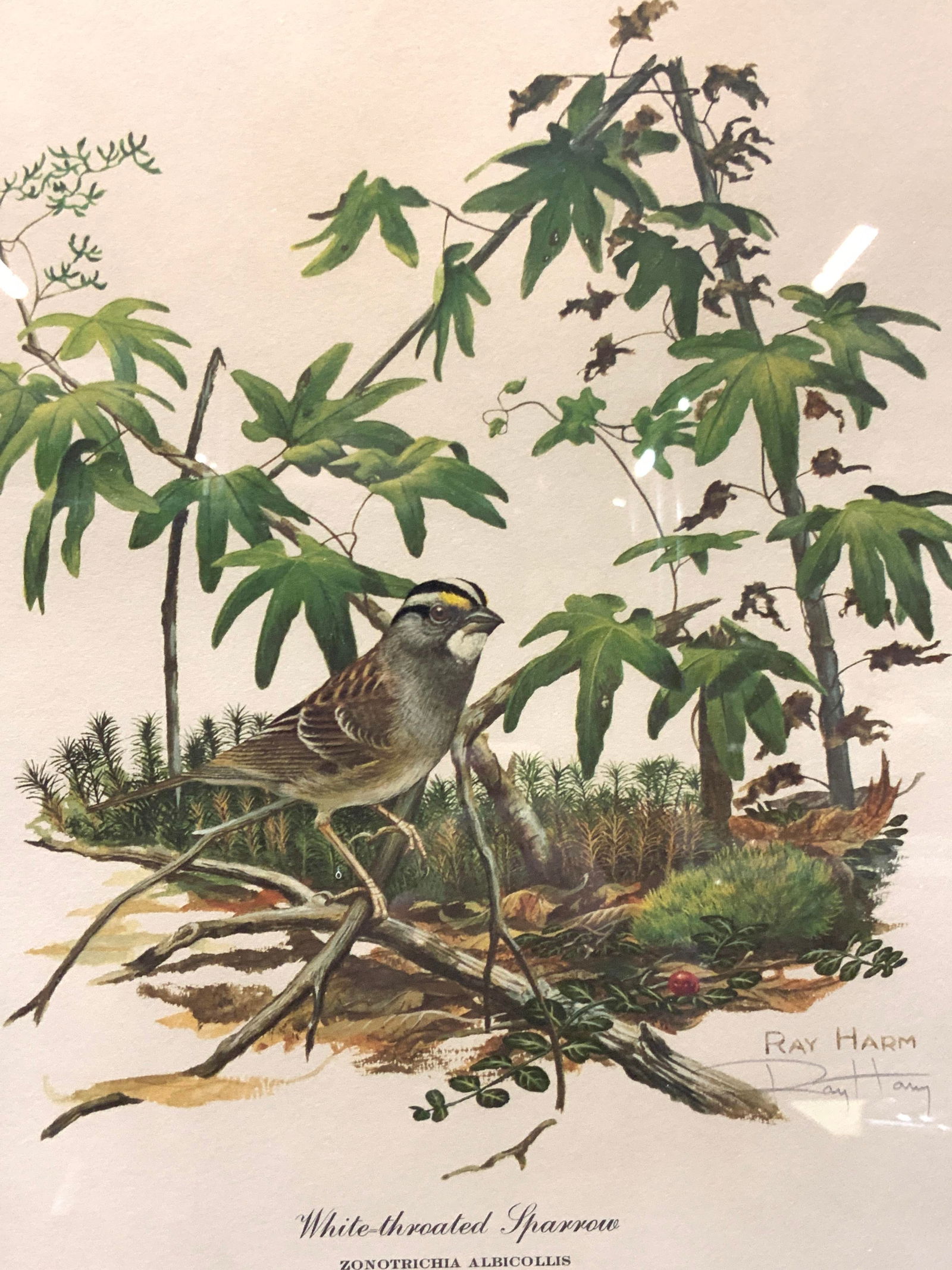 Ray Harm Sgd White Throated Sparrow Bird Litho (1 of 8)
