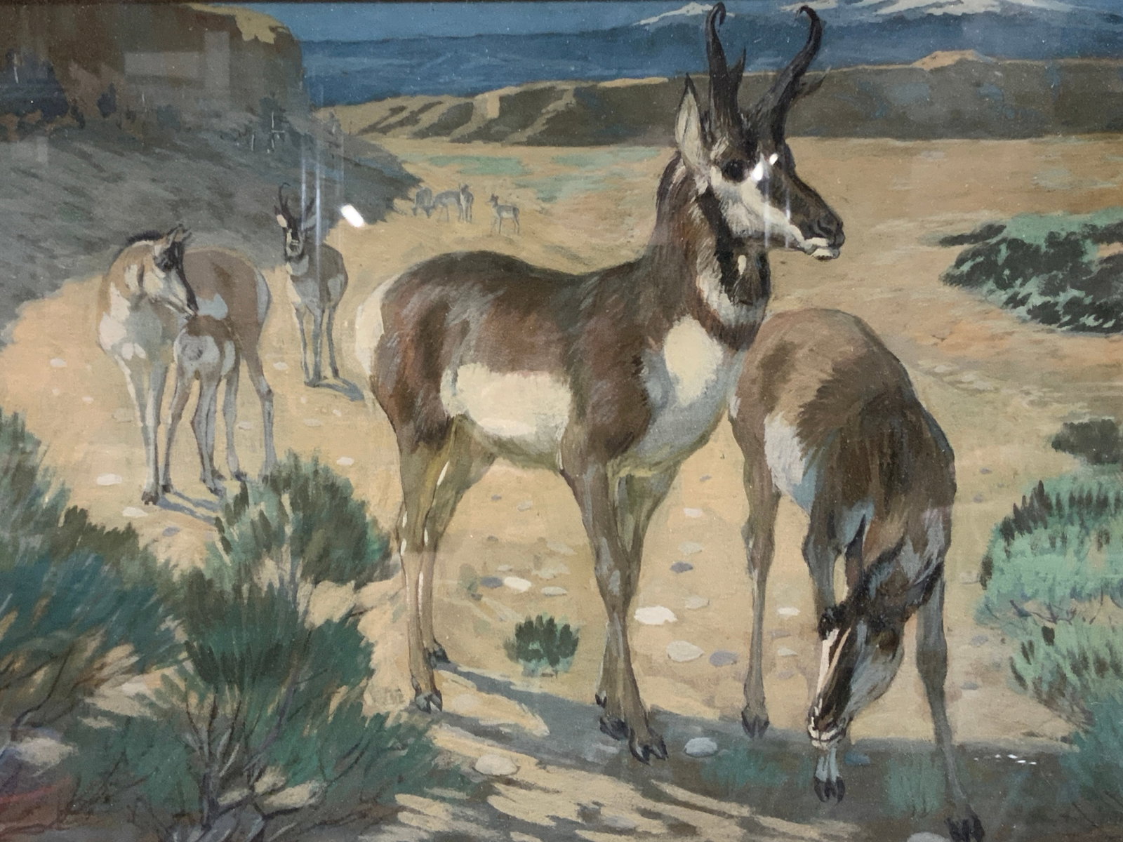 Edward Deming Sgd Antelope Watercolor Painting: Signed on lower left confer EWDeming. Depicting a landscape scene with a herd of Antelope. Framed in a black wooden frame with off white mat board. Approx 16 x 20 inches window measures 9.75 x 14 inch