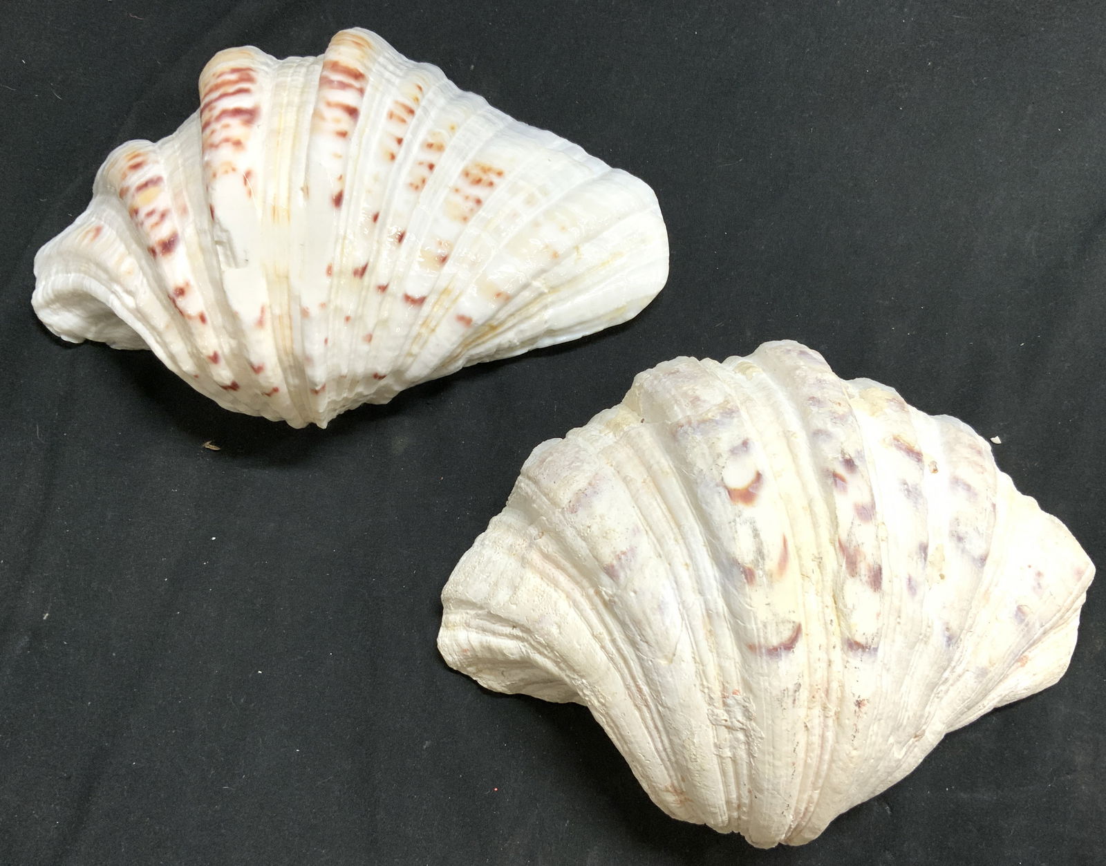 Lot 2 Seashell Clamshell Trinket Dishes (1 of 6)