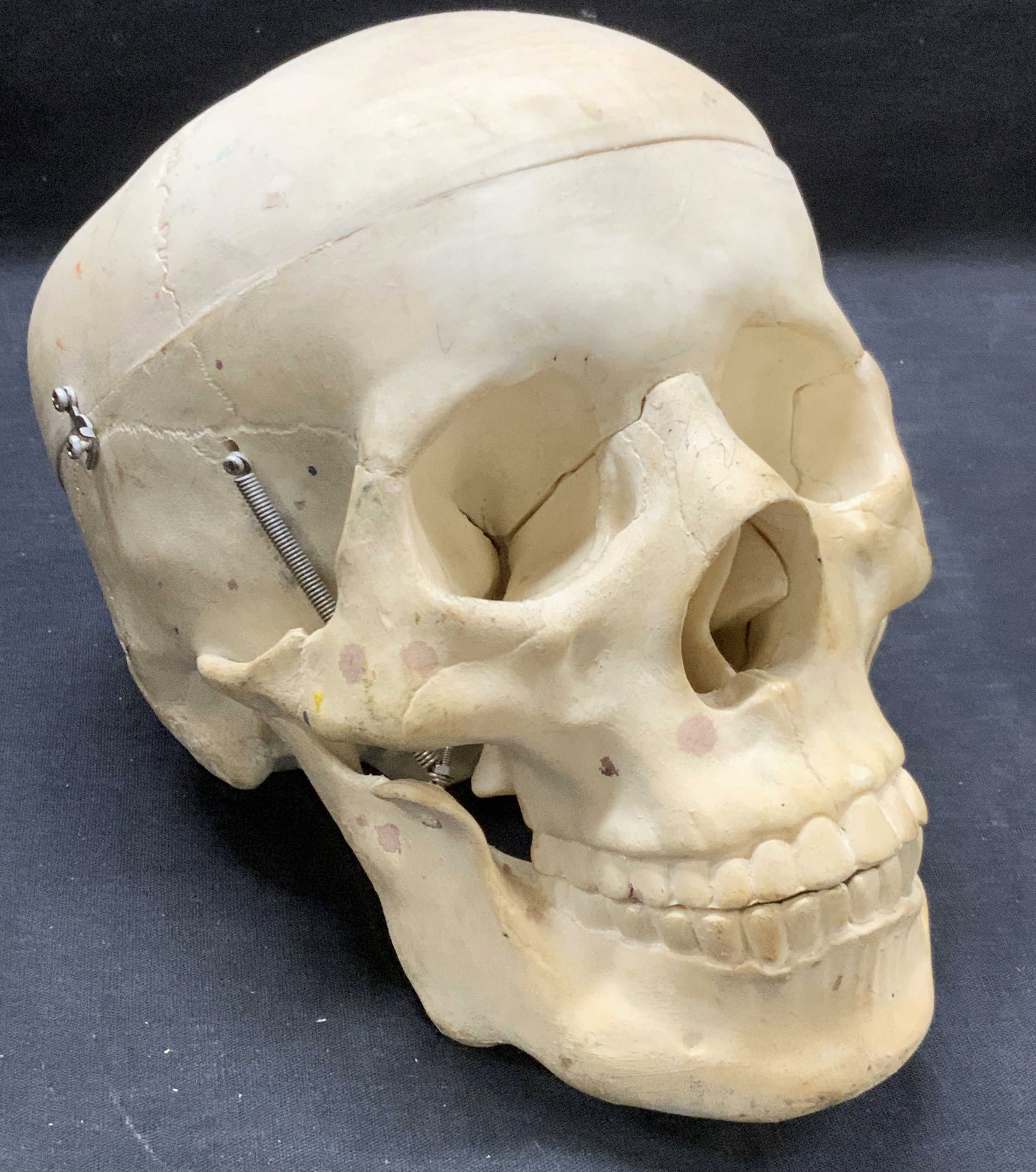 Carved Hard Composite Skull Replica: Vintage hard composite made skull replica with hinged on skull cap so its removable and with springs on jaw to keep the lower jaw from swinging open. Approx 7 inches tall and 8 inches wide. Moderate w