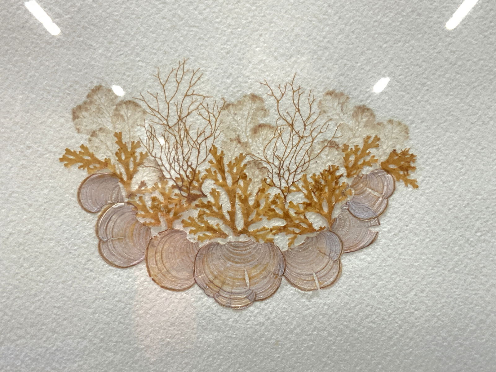 Sgd CDH Flattened Coral  Specimen Art (1 of 9)
