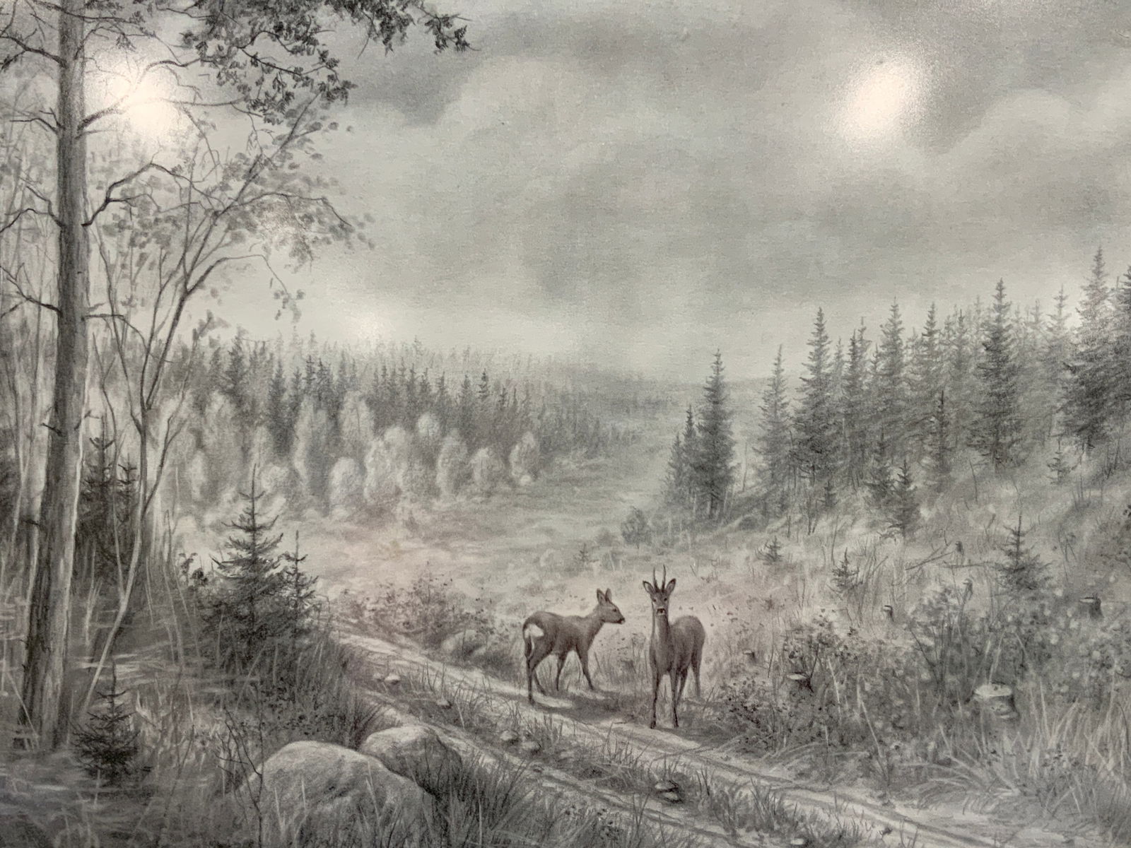 Signed Lmtd Ed 1988 Deer In Nature Lithograph (1 of 10)