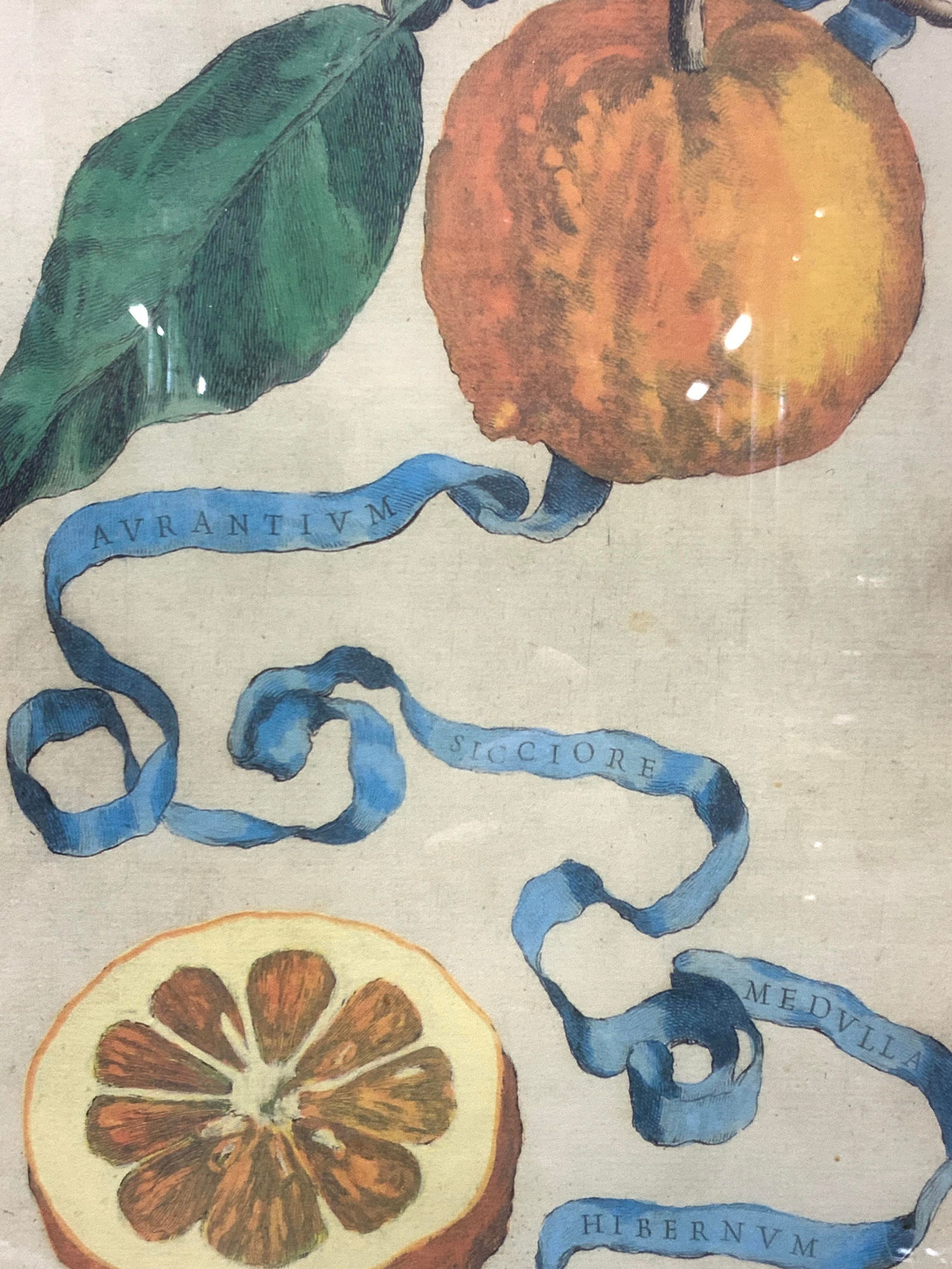 Vtg Full Color Avrantivm Lithograph (1 of 9)