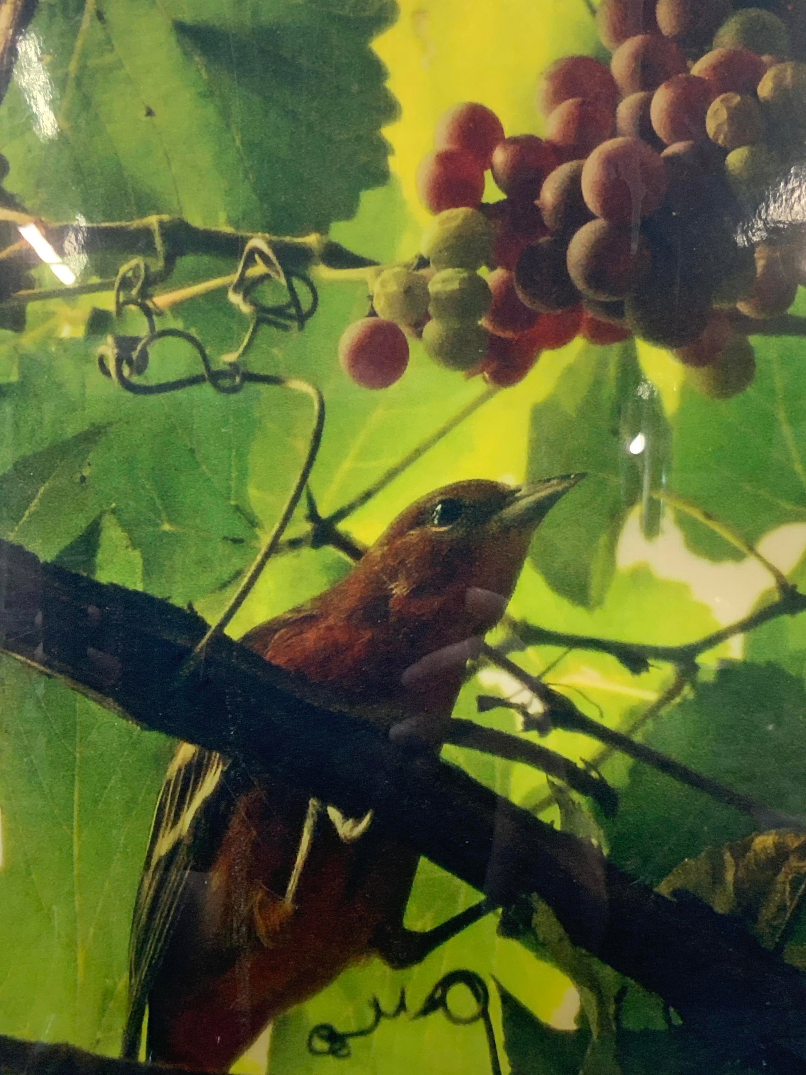 Framed Bird Photograph Litho: Framed lithograph of a photograph of a bird perched in a tree with bunches of fruit hanging above. Framed in black metal frame with white mat board. Approx 20 x 16.5 inches window measures 13.5 x 10 i
