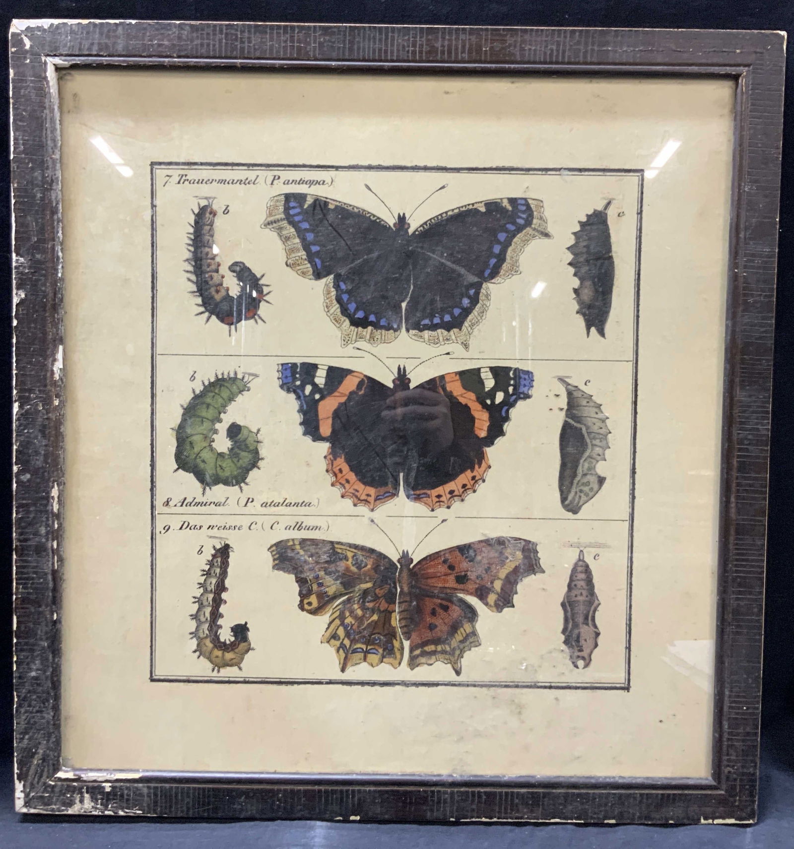 Vtg Butterfly Colored Diagram Litho (1 of 9)