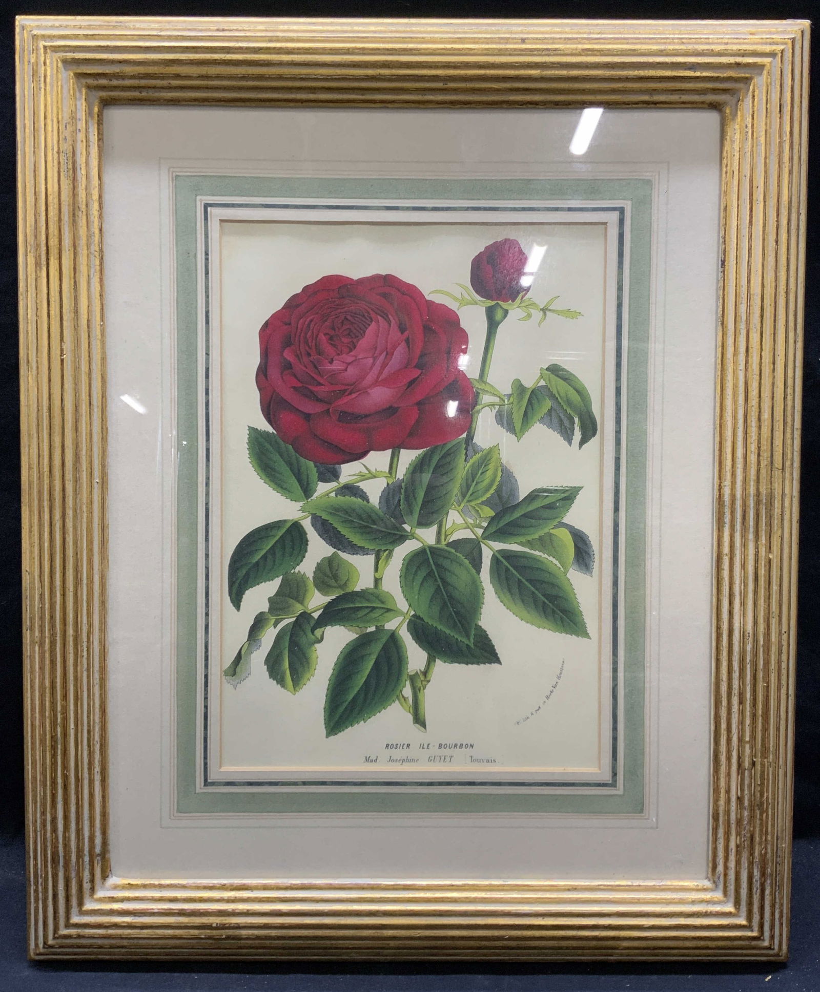 After Horto Van Houtteano Rose Lithograph (1 of 6)