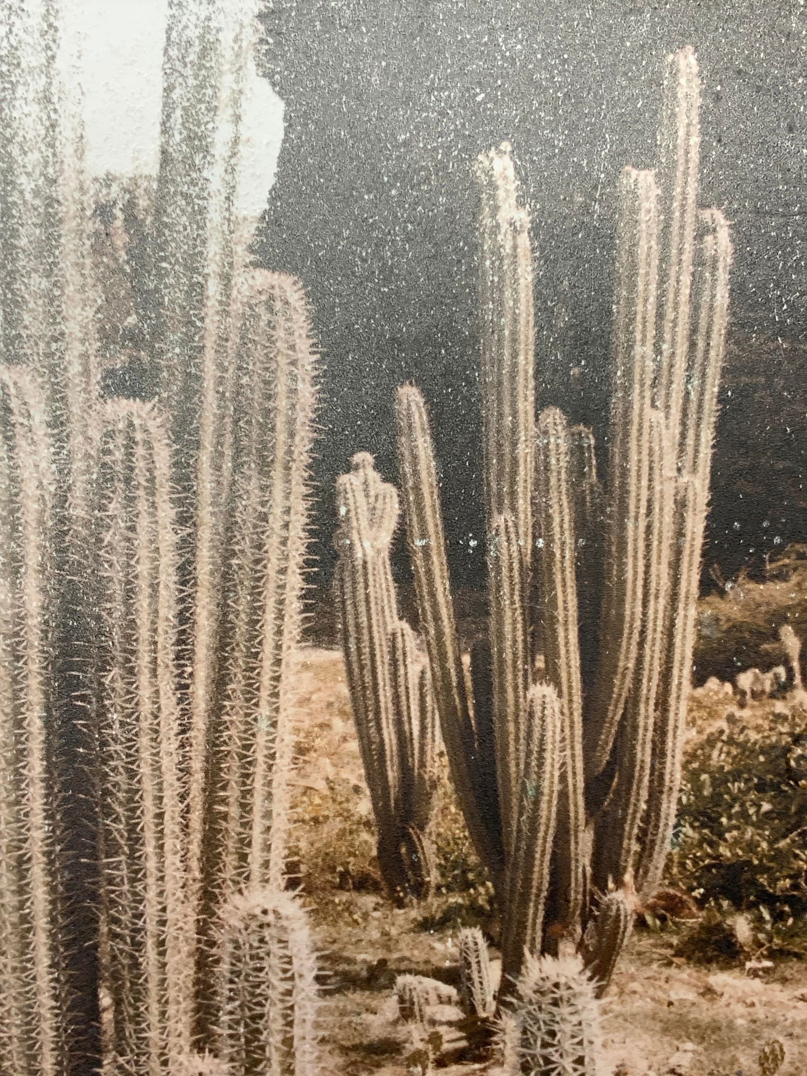 Signed Cacti Photograph (1 of 11)