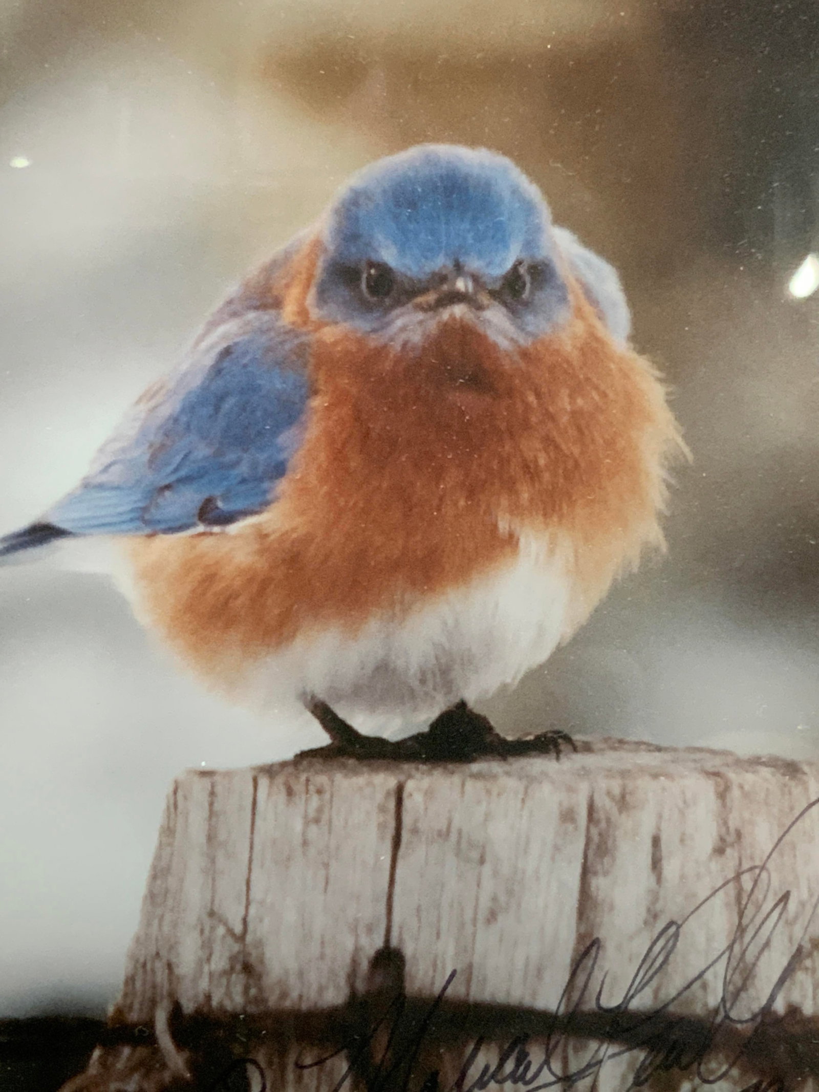 Sgd Mad Bluebird Photography: Signed on lower right corner by photographer, illegible. Depicts a bluebird appearing puffed up. Framed in a light toned wooden frame with blue mat board, approx, 12 x 10 inches window measures 6.5 x 