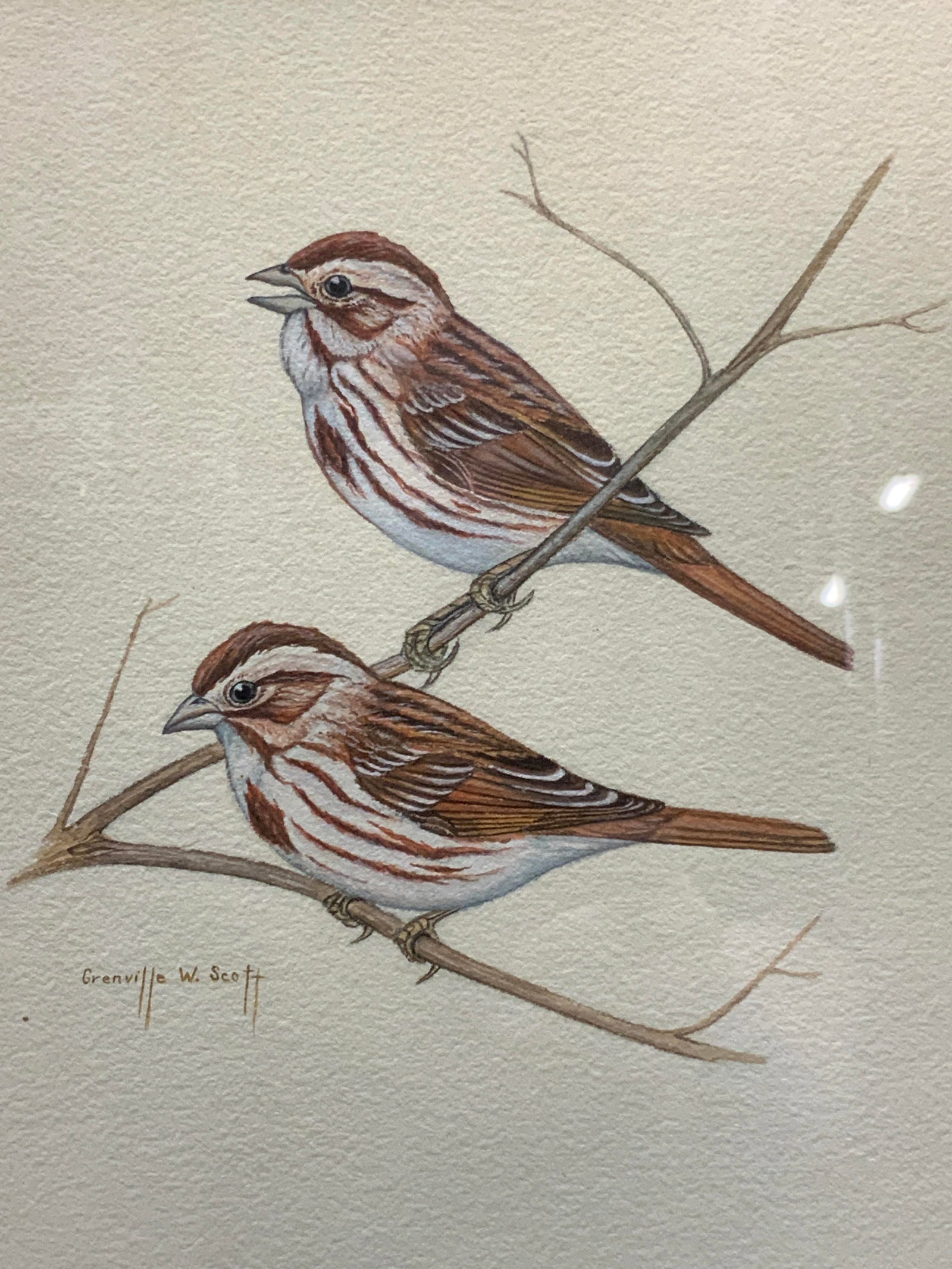 Grenville W.Scott Sgd Finch Birds Watercolor: Signed on center Grenville W. Scott. Depicting two red feathered finches perched on a branch. Framed in a red toned wooden frame with off white mat board, approx 13 x 11 inches window measures 9.5 x 7