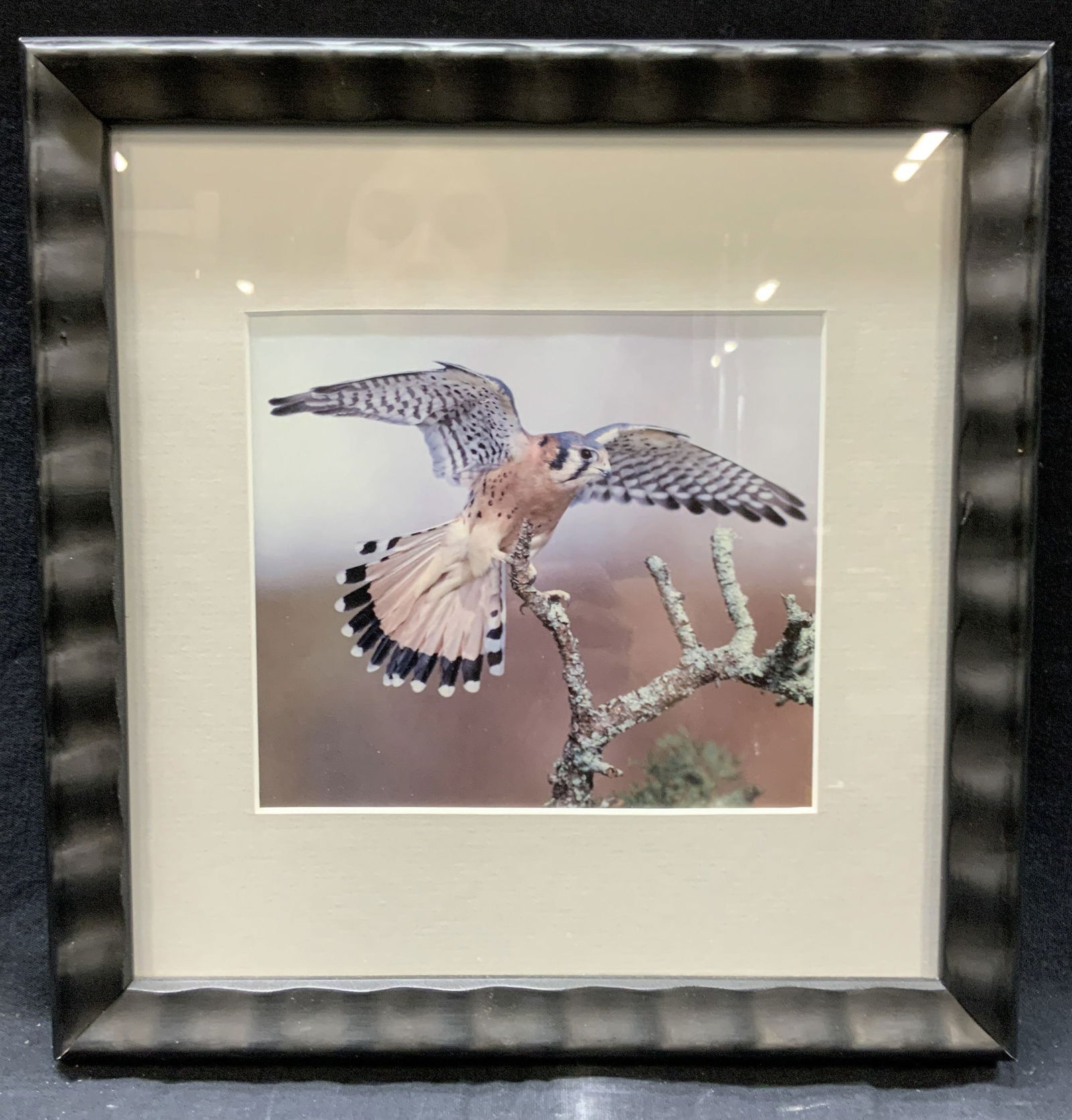 Framed Hawk in Flight Photograph: Framed photograph of a hawk perching on a tree with full wing span. Framed in a black wave textured frame and white mat board. Approx 10 x 10 inches, window 5 x 5 inches. Minor wearing to frame on edg