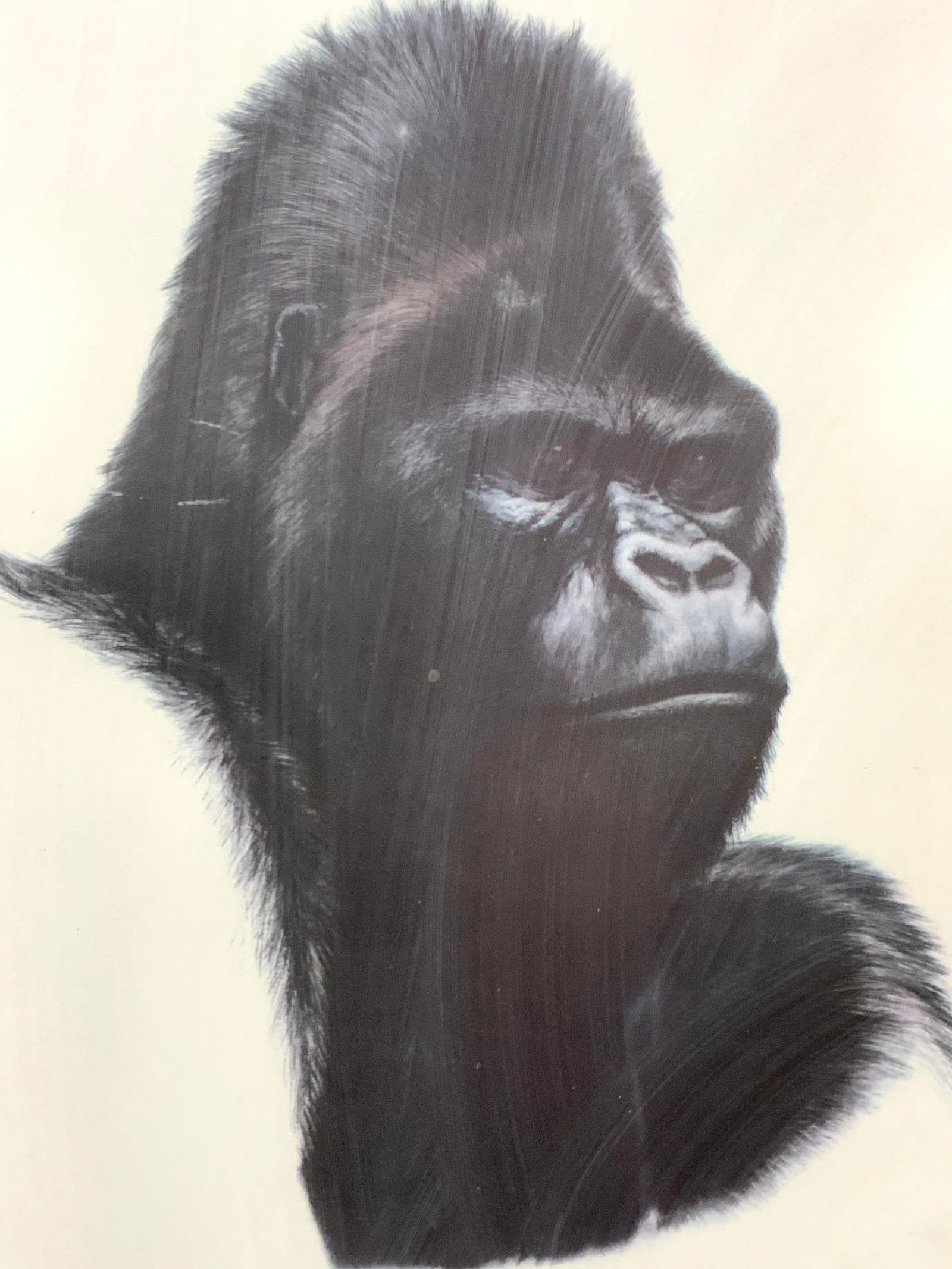 Gorilla Head Framed Lithograph (1 of 7)