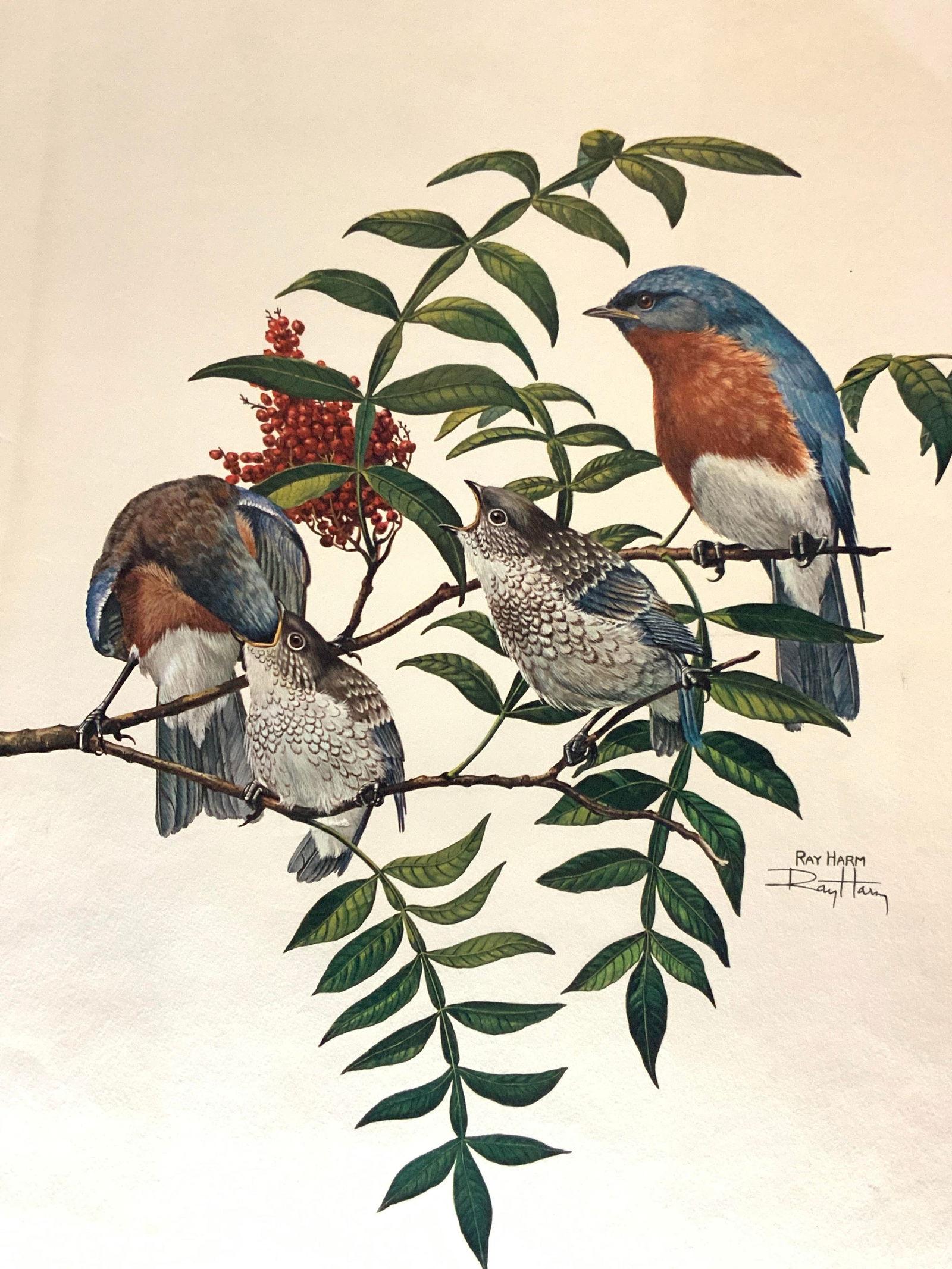 Ray Harm 1966 Eastern Bluebird Lithograph (1 of 11)