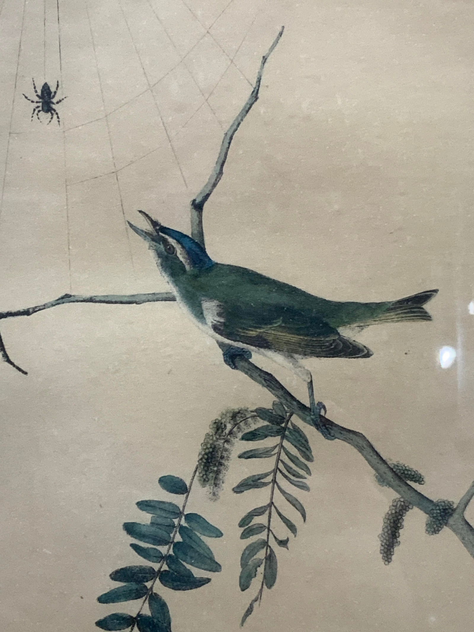 J.j.Andubon Red Eyed Vireo Bird Colored Litho (1 of 9)