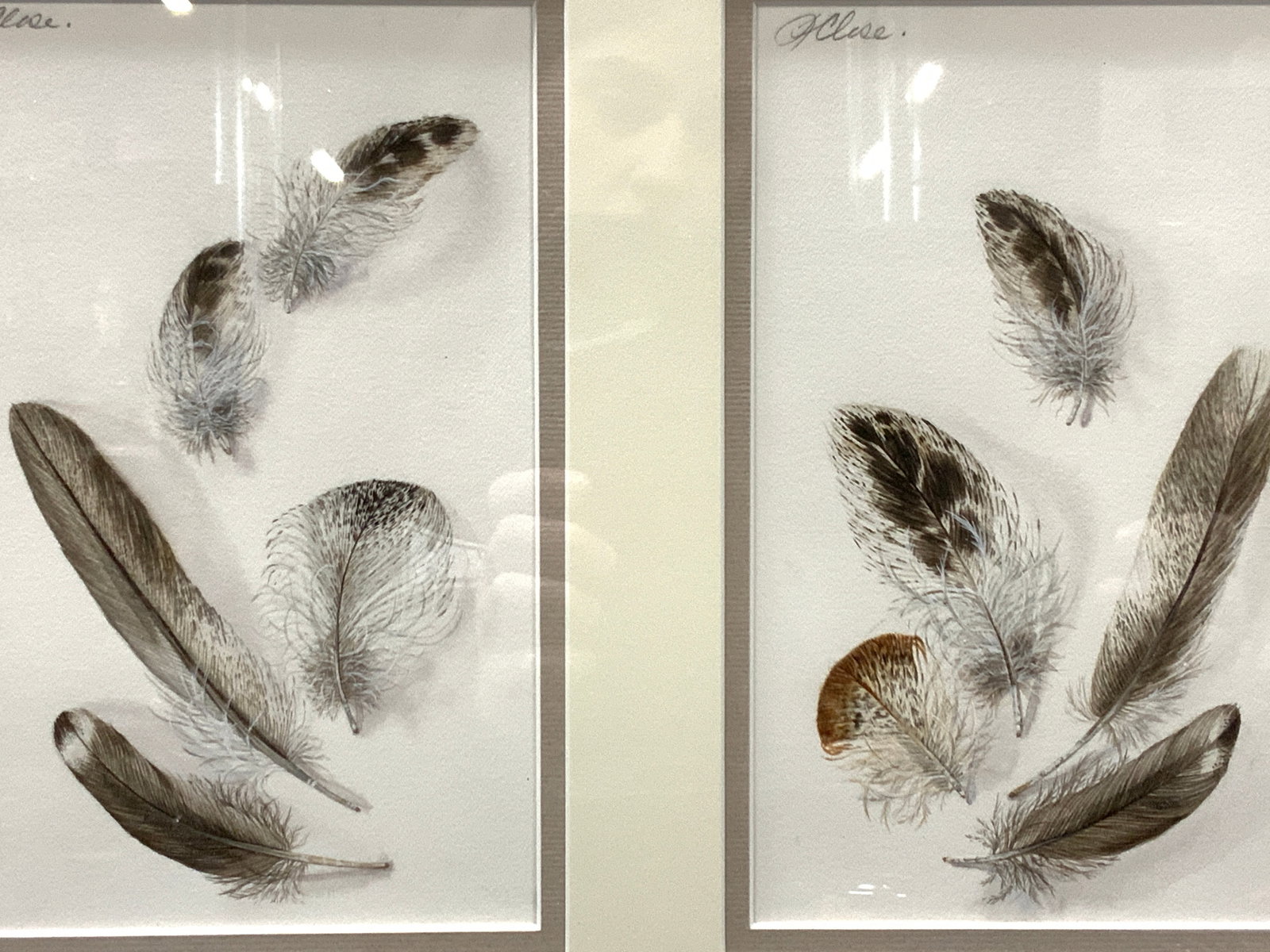 Tina Close Sgd Feather Watercolor Paintings: Signed in upper corners in graphite TClose. Marked on backside information tag from the Cooley Gallery in CT. Subject depicts two sections of paper with various feathers painted in watercolor Framed i