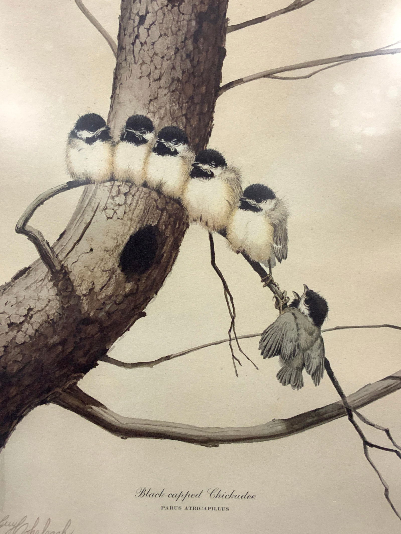 Guy Coheleach Black Eyed Chickadee Litho (1 of 10)