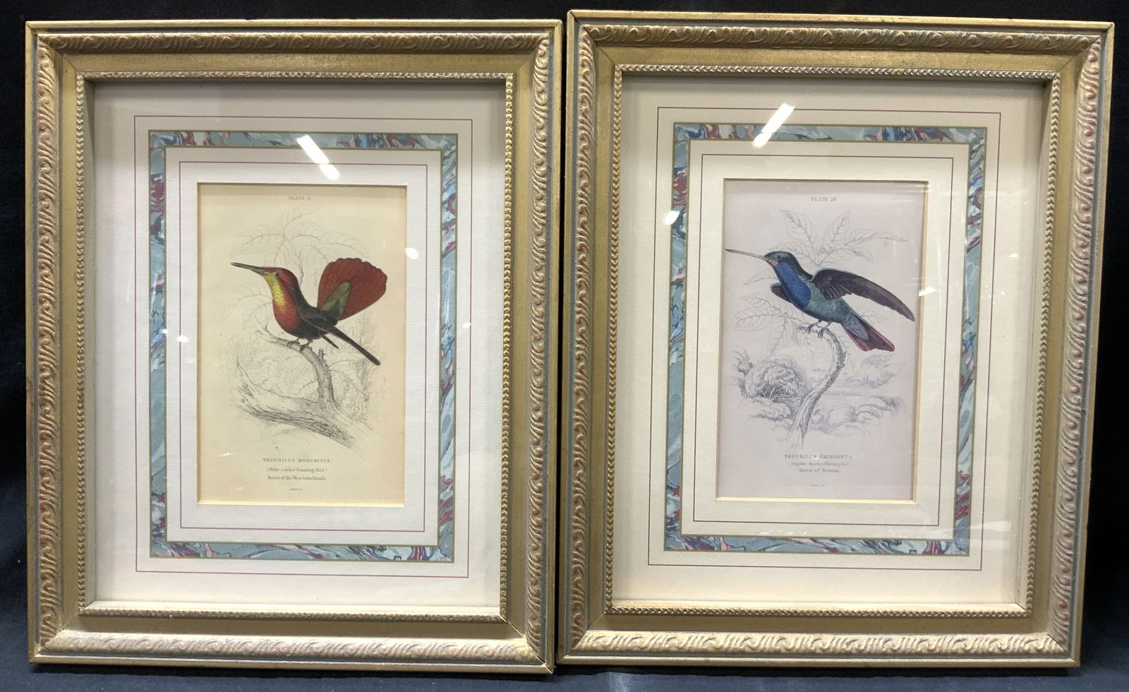 Lot 2 Vtg Humming Bird Ornithology Lithos (1 of 9)