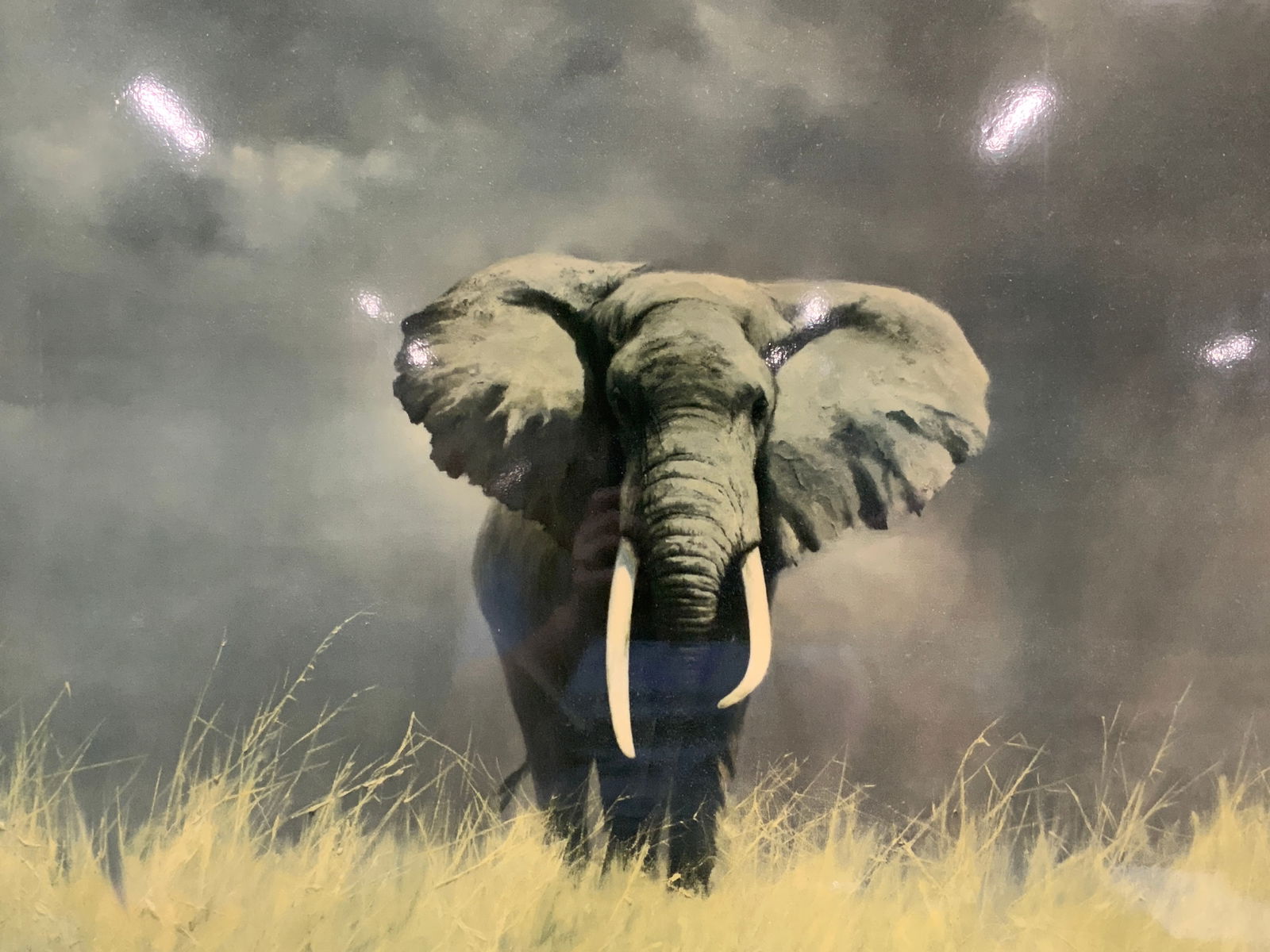 David Shepard 62 Elephant Litho On Board 34in (1 of 7)