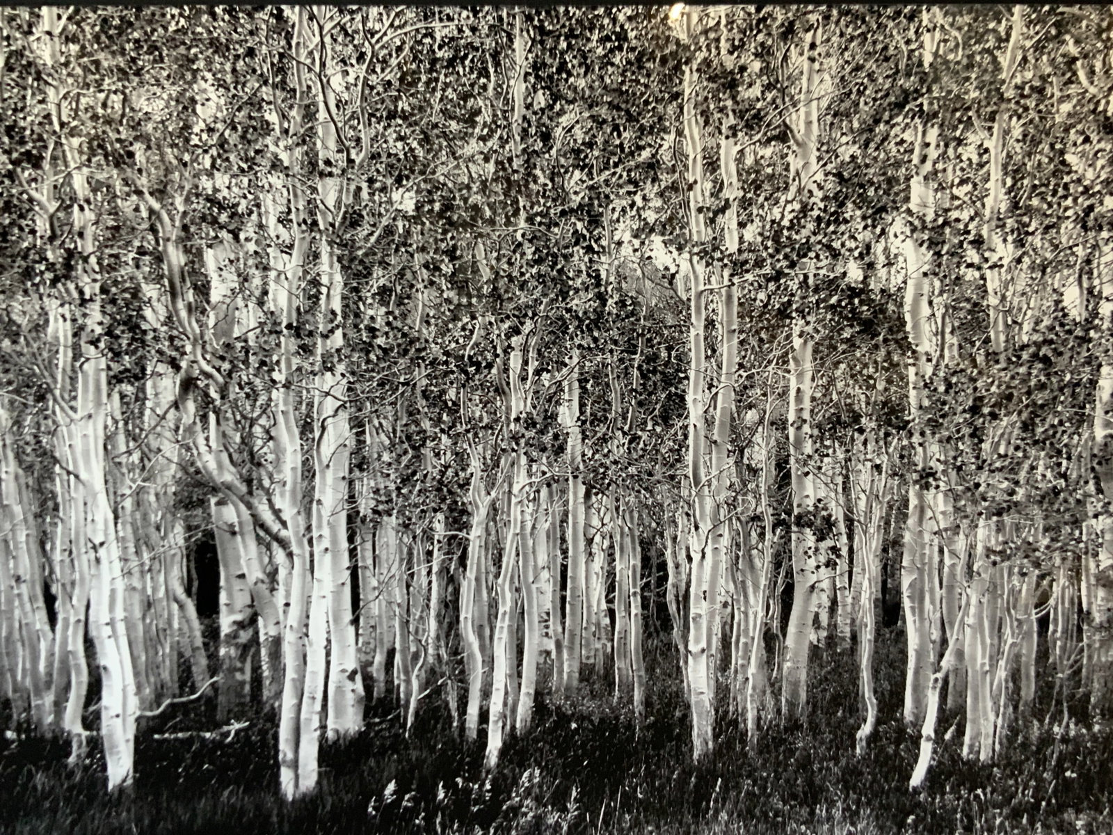 XL Sgd Black & White Forest Landscape Litho: Signed on lower right corner illegibly. Depicts a black and white forest landscape with tall white trees made within acrylic paneling No frame , approx 40 x 50 inches. Moderate wearing to acrylic pane